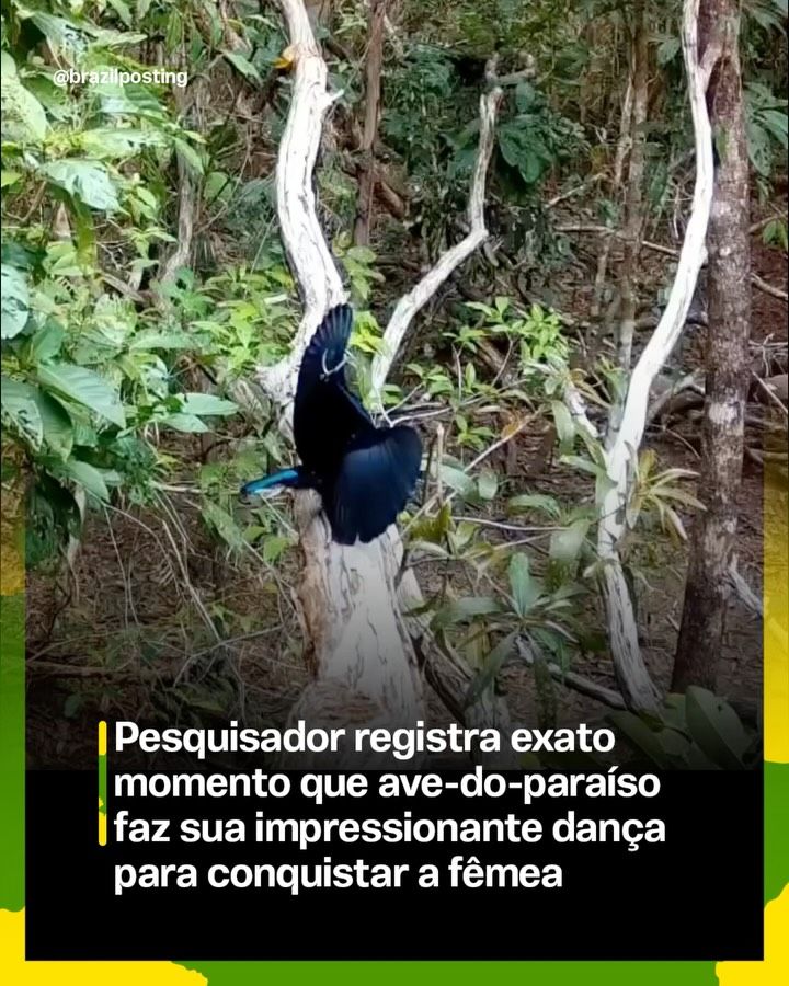 Ave-do-paraíso realiza dança elaborada para atrair parceira em ritual ancestral
