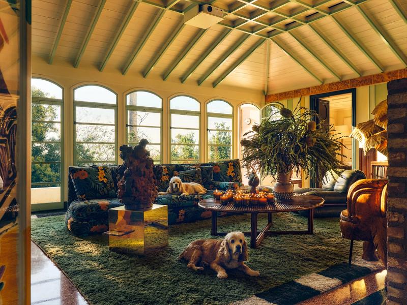 Roofline rug in living room with dogs. 
