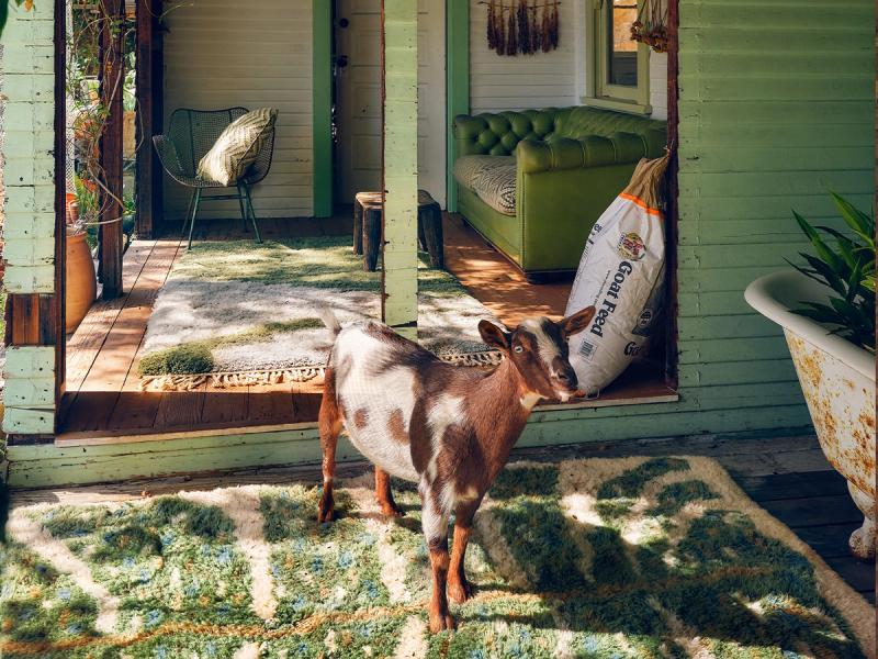 Monstera rug in goat shed. 