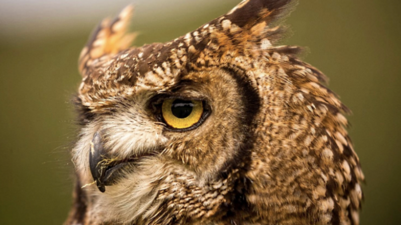 owl-sanctury-beyonk