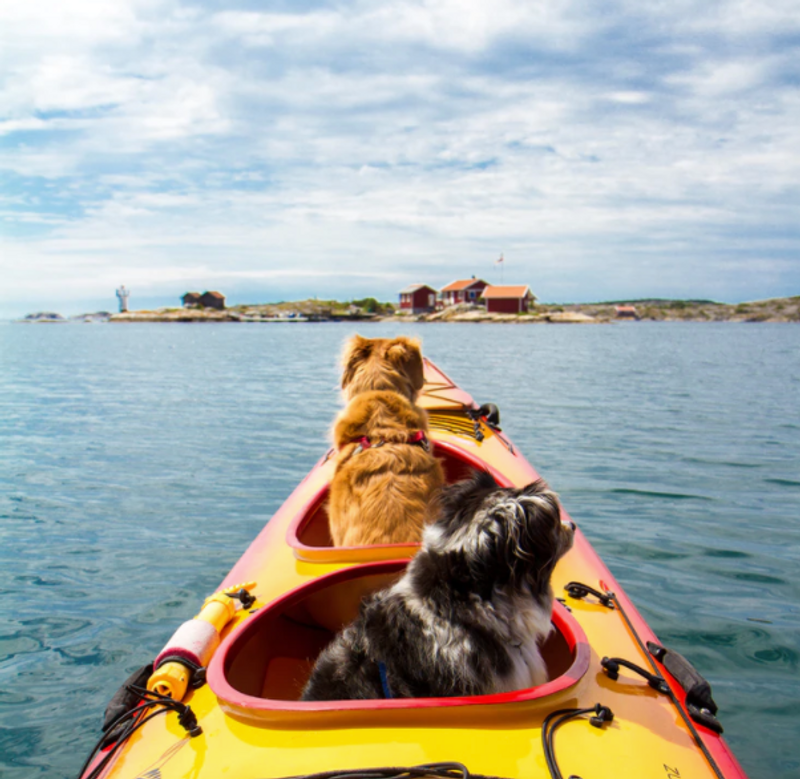 is-kayaking-difficult-dog-on-kayak