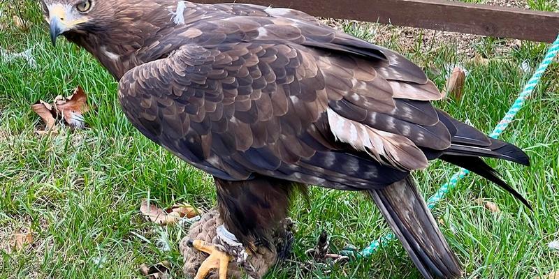 Greifvogelpark und Vogelhotel – immer wieder gern