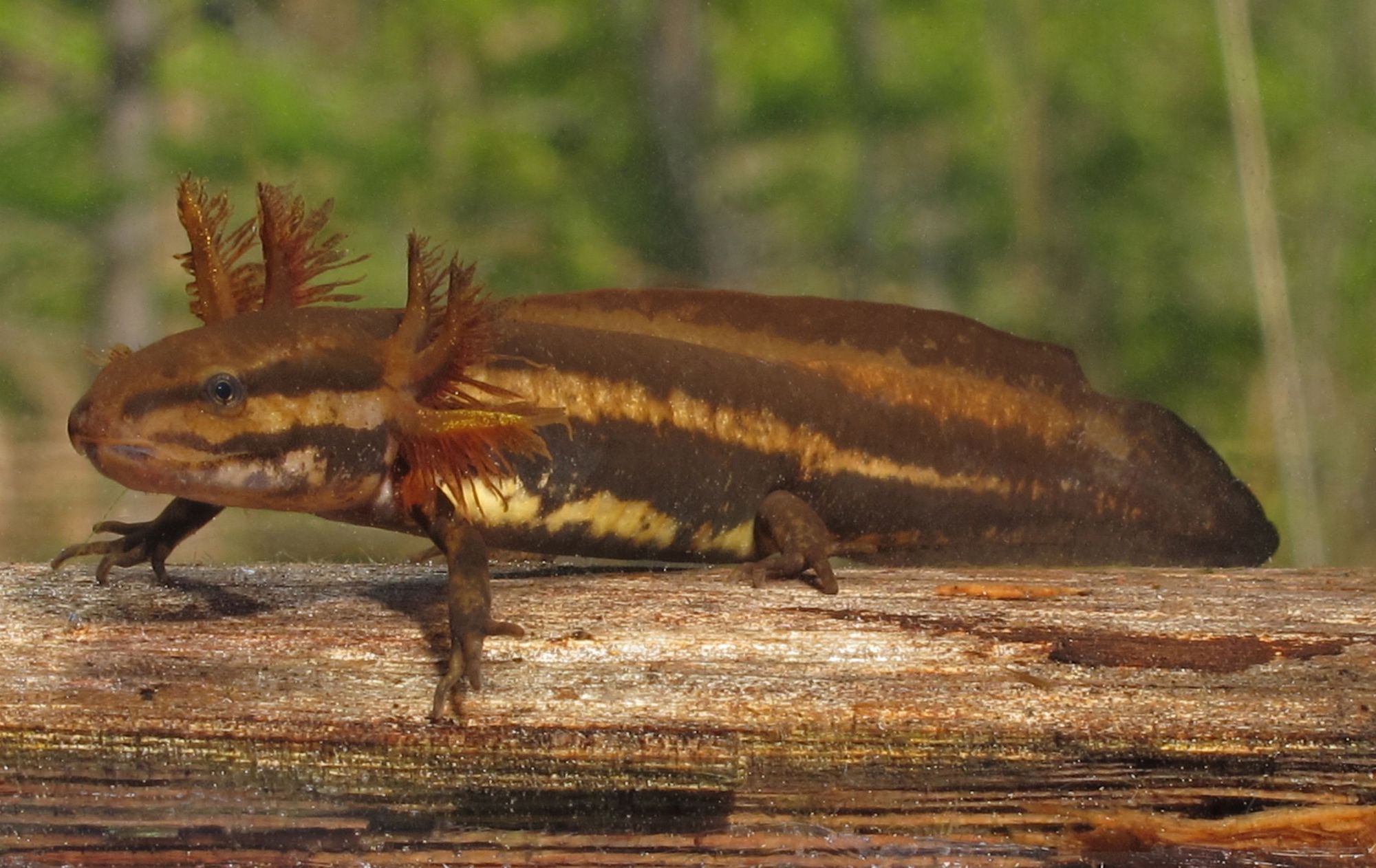 A frosted flatwood salamander in the nymph stage. 