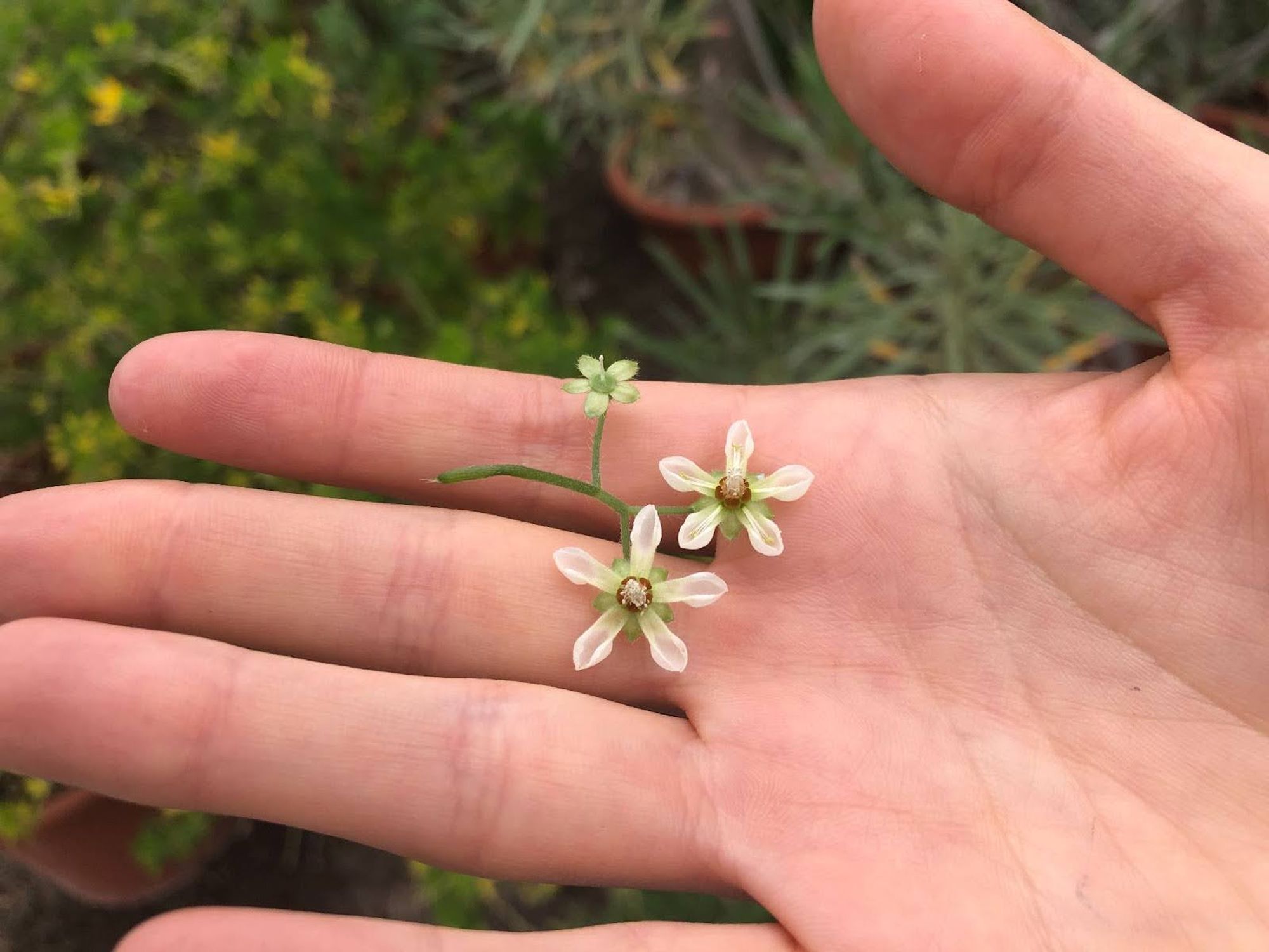 Three tiny flowers resting in someone's hand