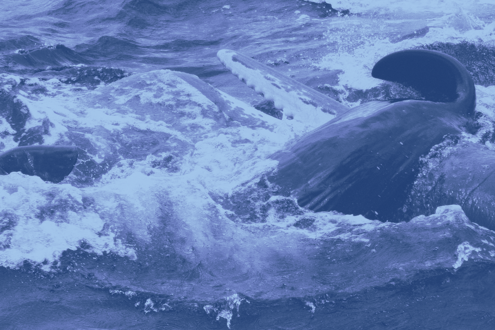 Whale birth