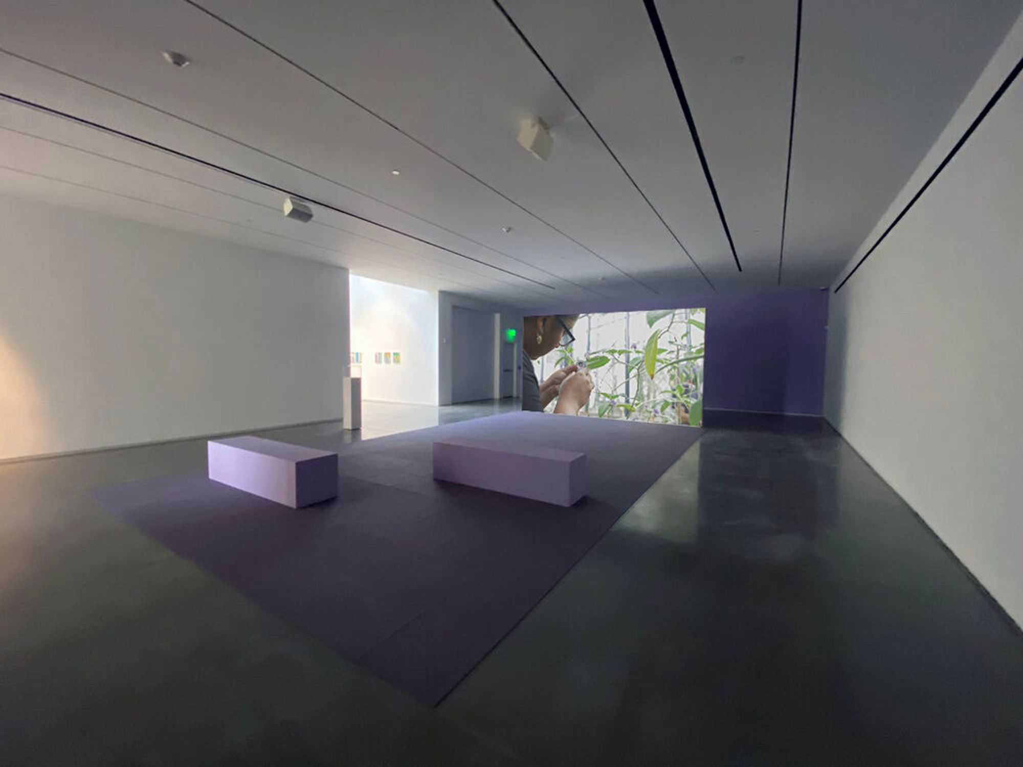 Installation view of There are things in this world that are yet to be named (2020), from the exhibition Unnamed for Decades, Center for Maine Contemporary Art.