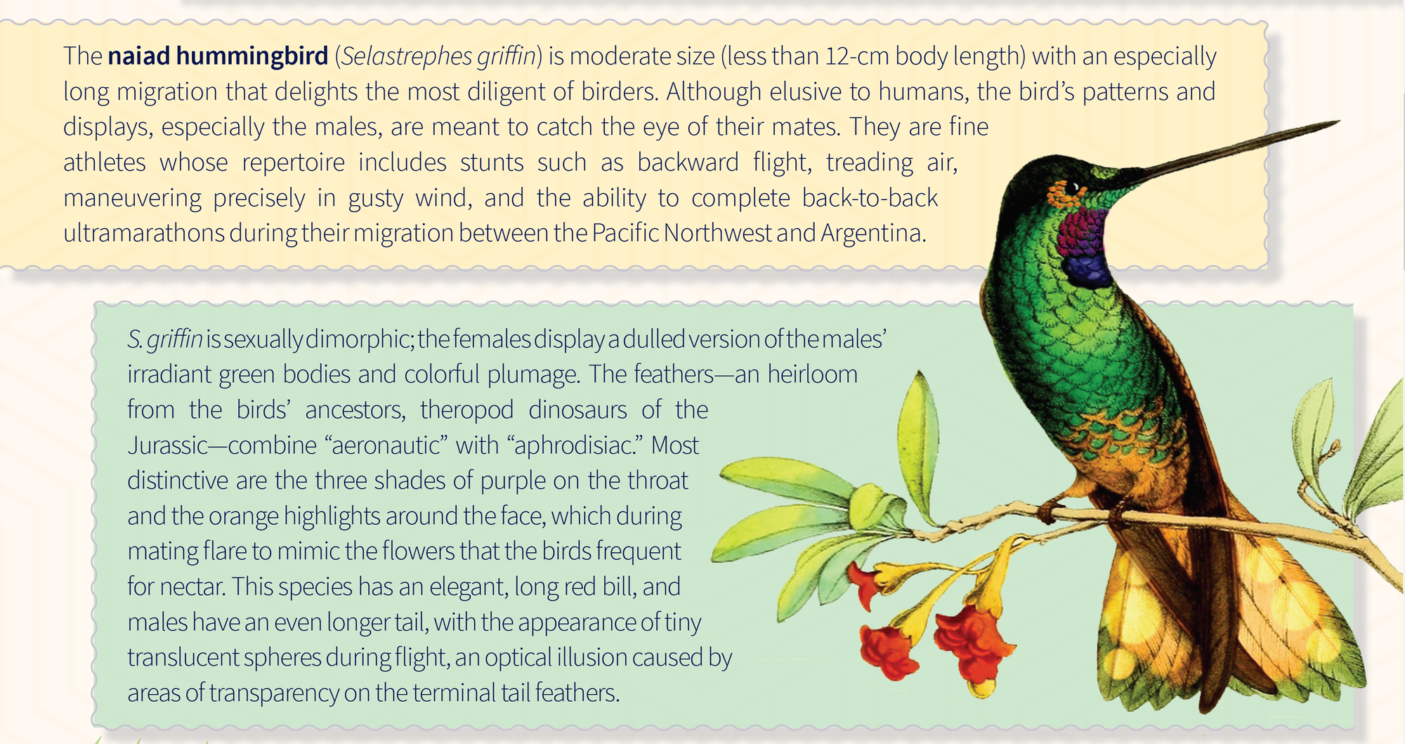 A naiad hummingbird and biological information on this species.