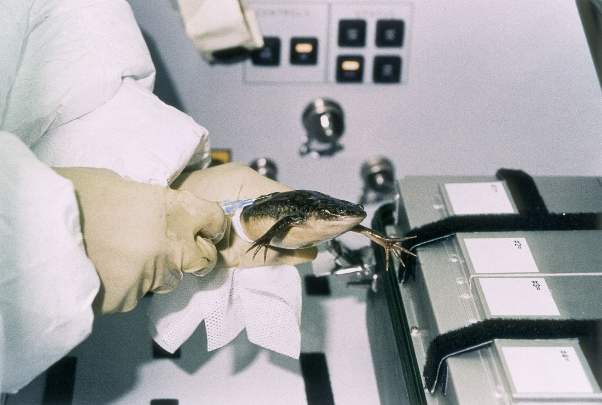 White gloved hands hold a frog in a lab, injecting a clear fluid into the animal's back with a syringe.