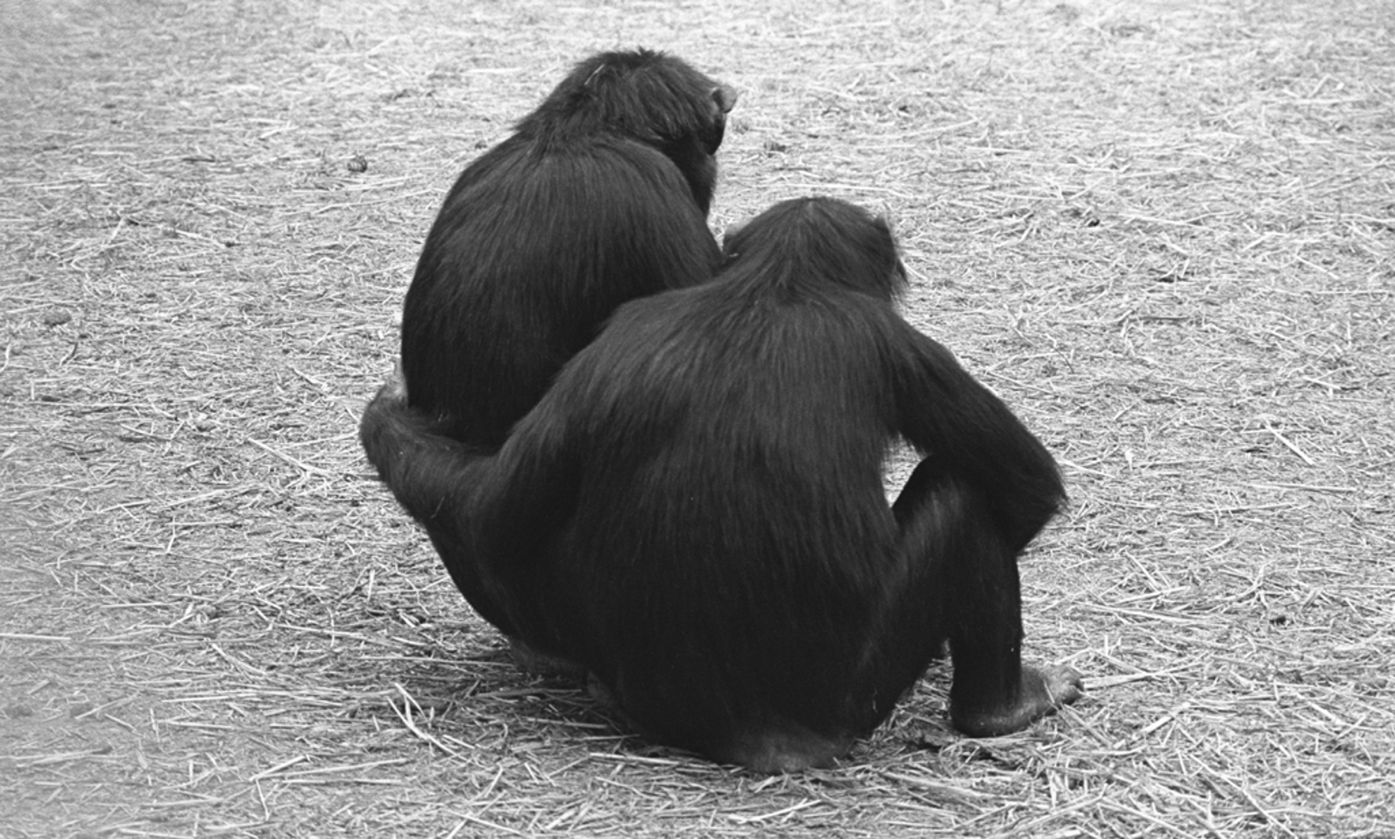 Photo of chimpanzees by Frans de Waal at the Yerkes Primate Center; a mother / daughter embracing while they watch a fight ongoing in the group, a form of reassurance seeking.