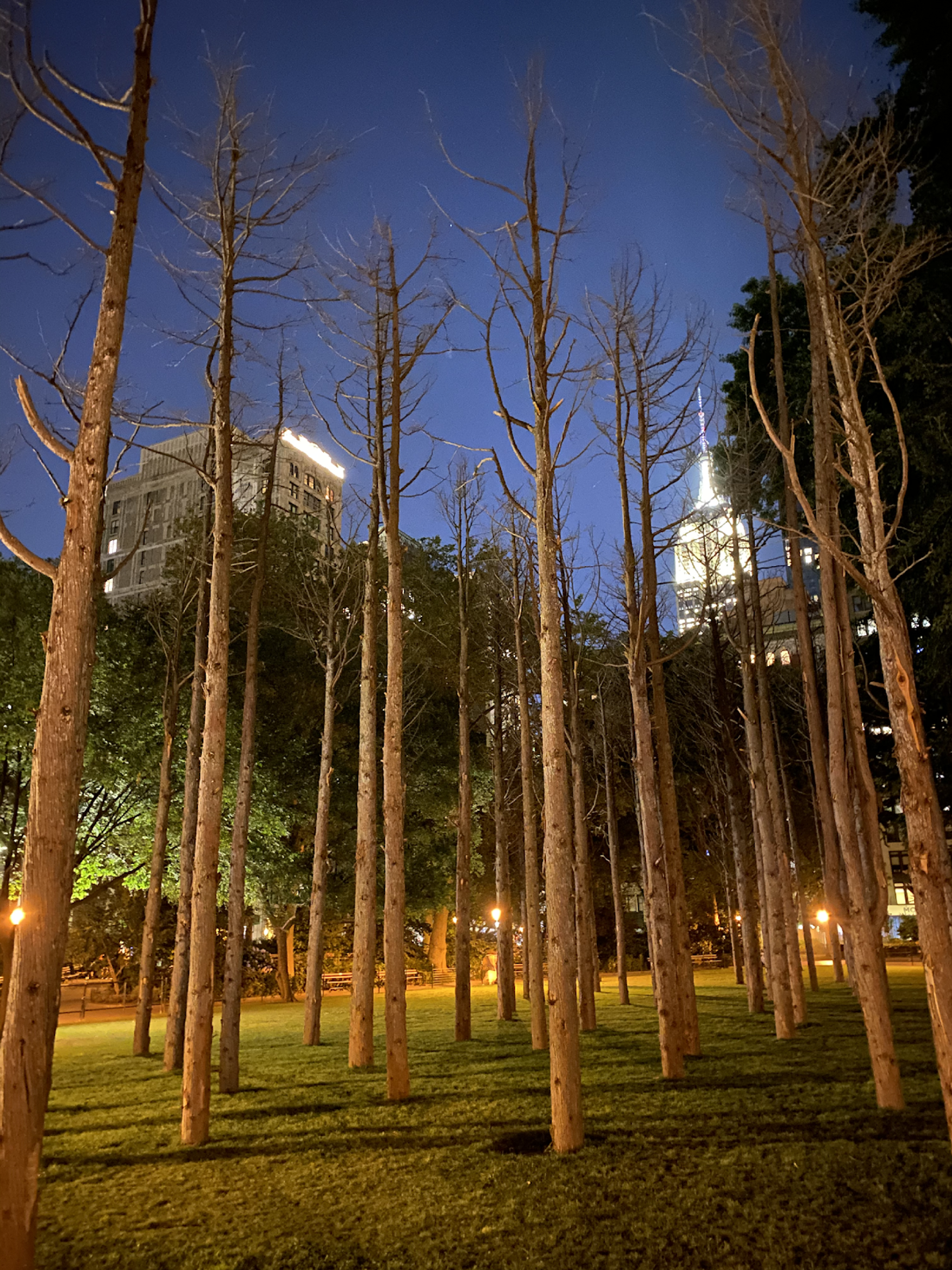 Several dead trees planted in a city park, bathed in the artificial light of the park lamps at night.