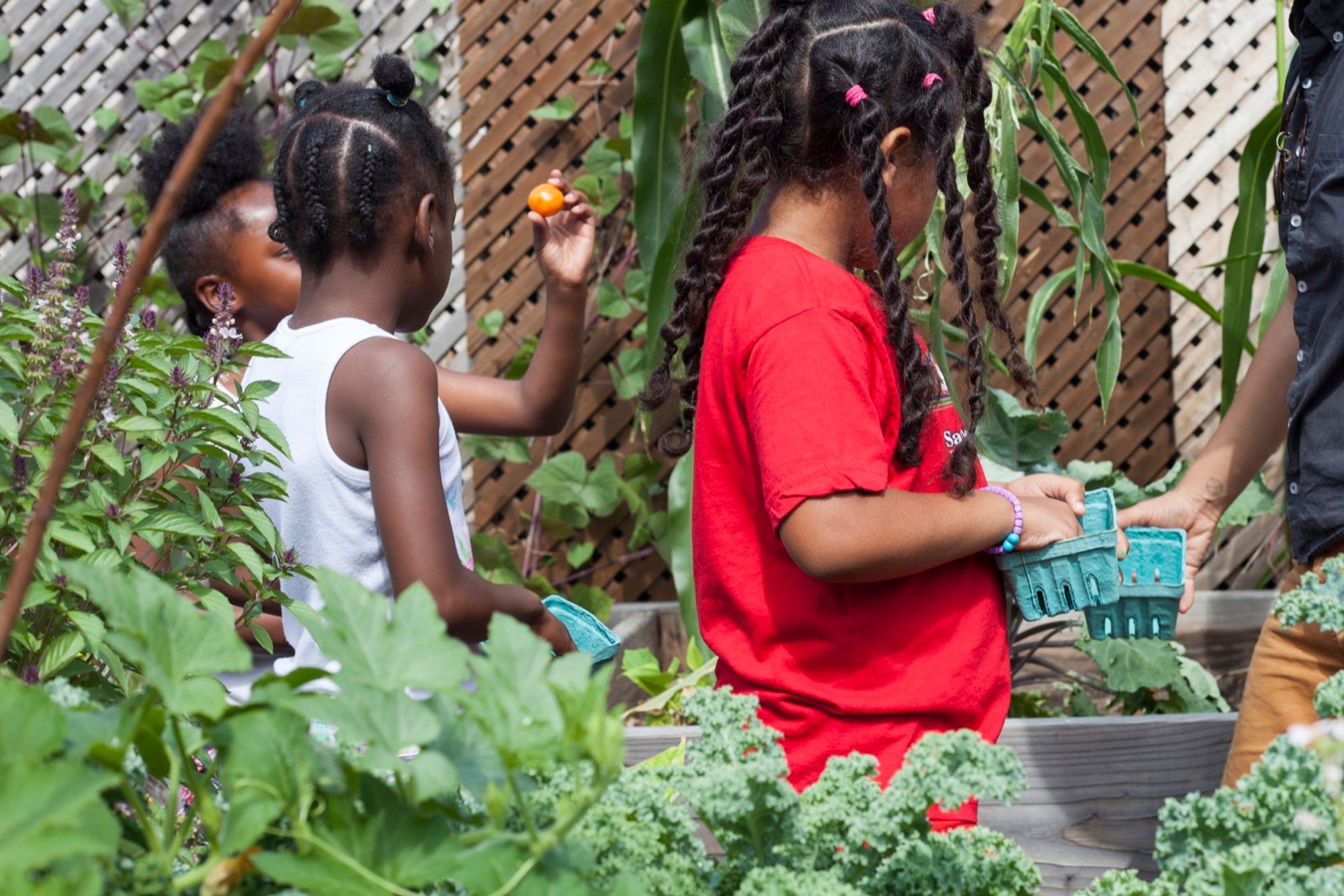 children picking tomatoes at the garden  