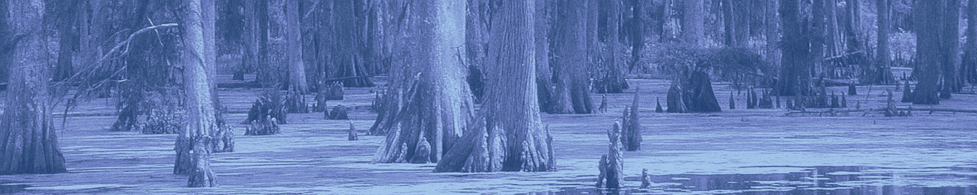 A swamp full of bald cypress, trunks photographed rising out of water.
