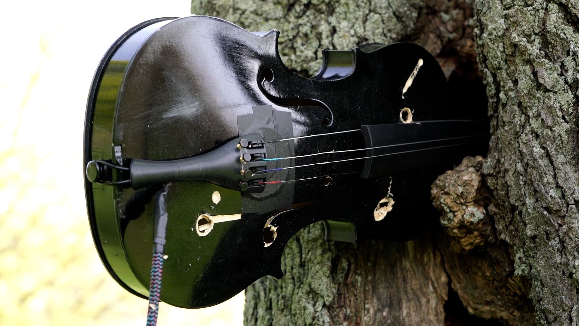 A violin stuck into a tree