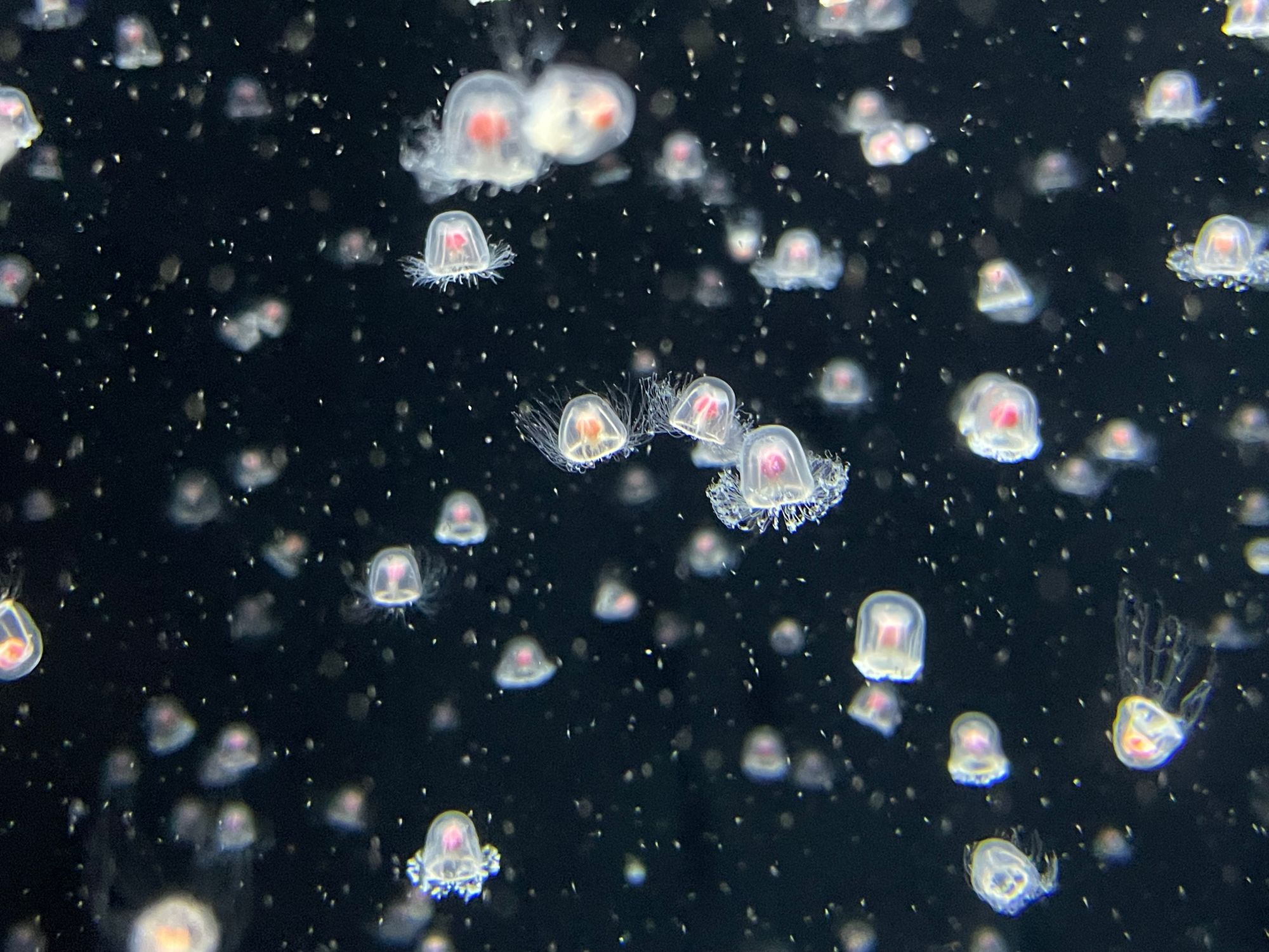 A color photograph of many small jellyfish floating in a dark body of water.