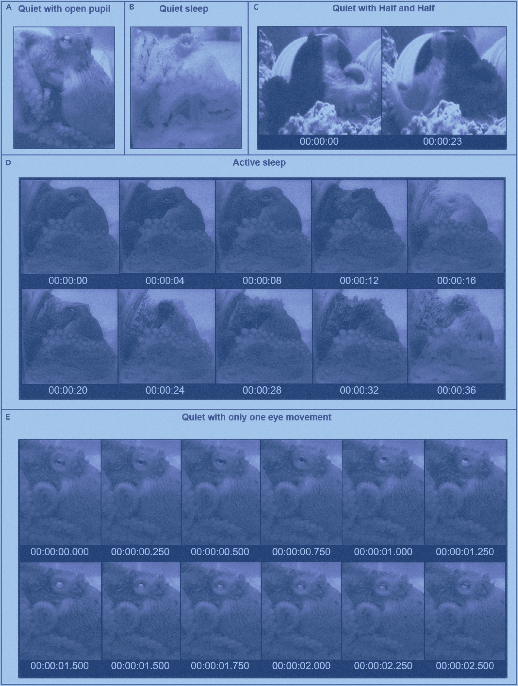 Five panels show an Octopus insularis in different quiescent states, with changes in pupil position, skin pattern, and eye movement.