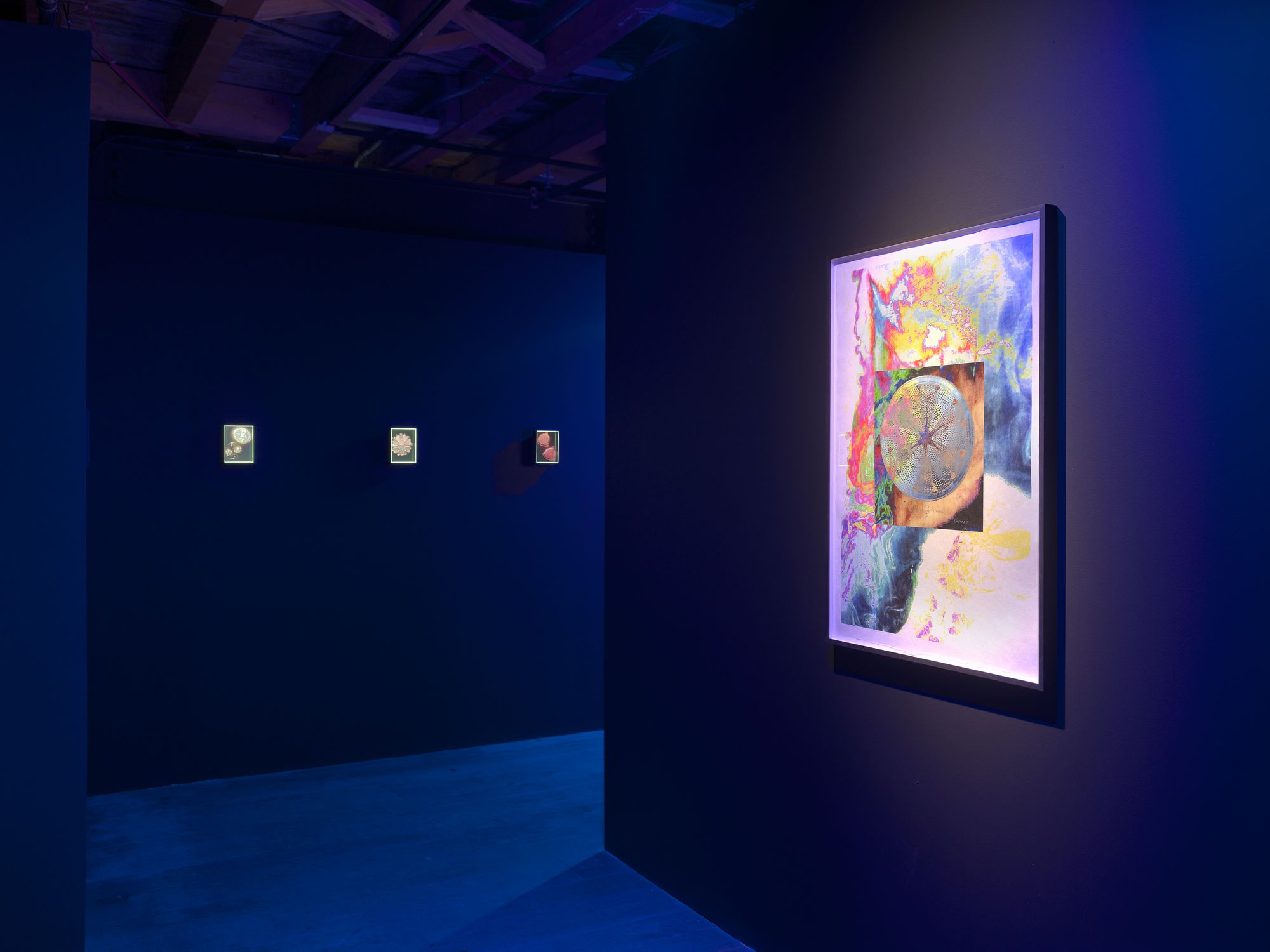 A gallery bathed in blue light, featuring a large mixed media artwork that incorporates early ecological drawings, alongside smaller holographic renderings of algae.