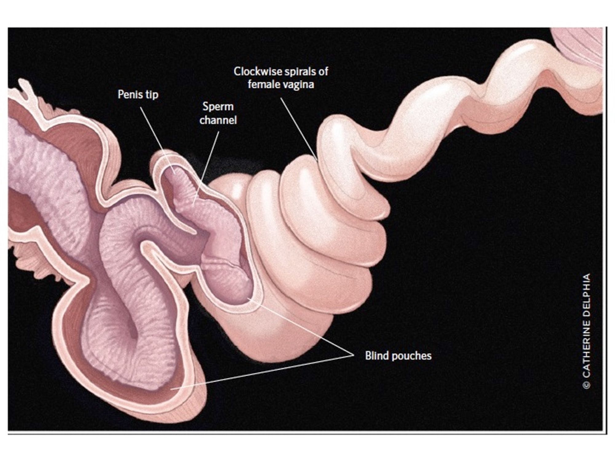 A diagram of coiling interior vagina