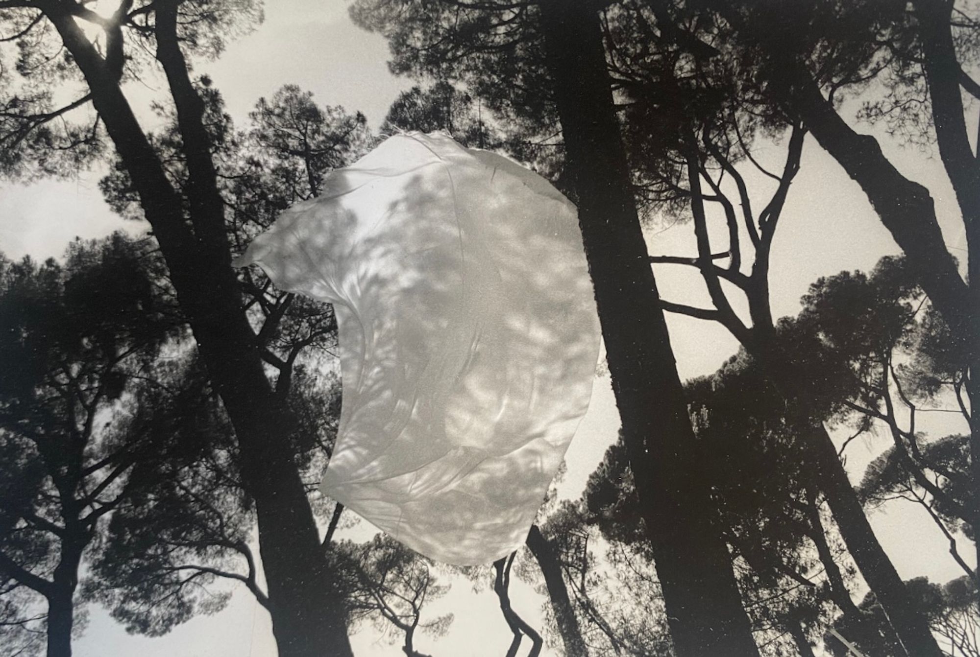 A black and white image of a sheet billowing among tree branches.