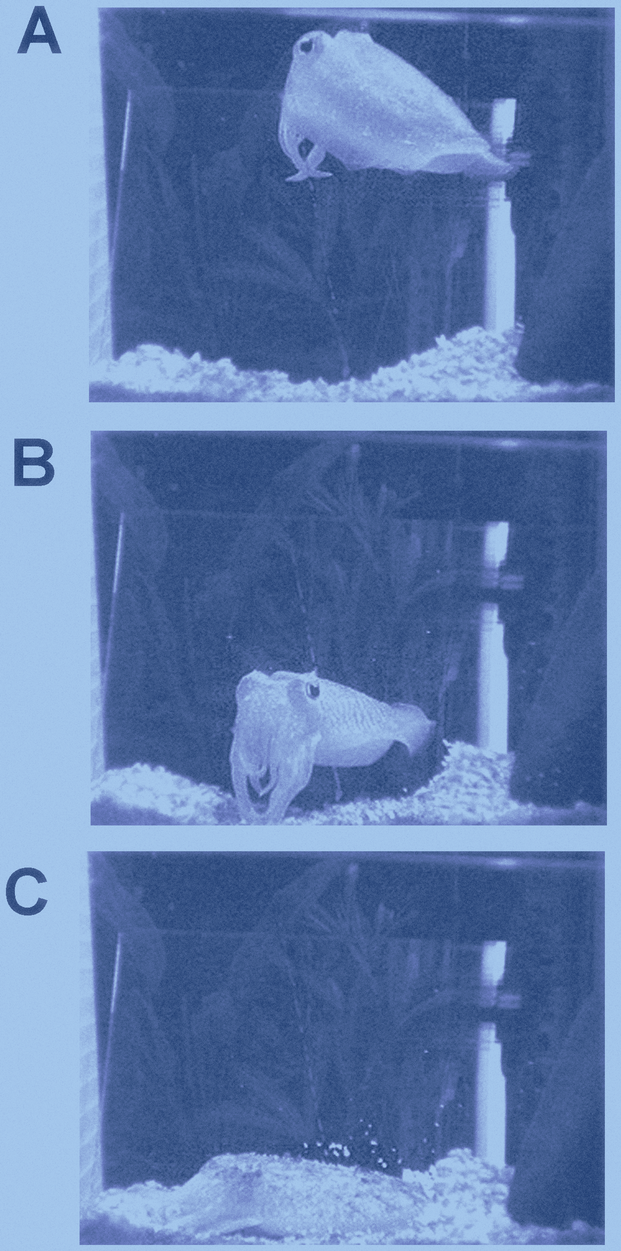 Photographic evidence of three states of arousal and quiescence in cuttlefish Sepia officinalis—including active swimming, hovering, and periods where they lie on the surface or are partly buried in gravel bedding with closed eyes.