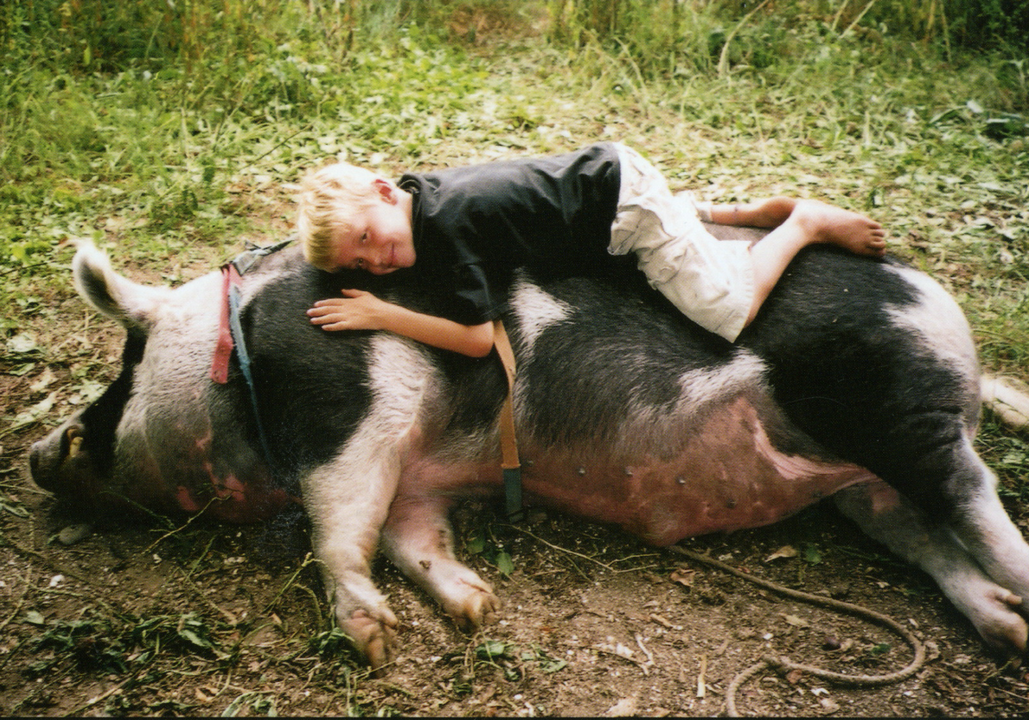 Photo of the pig Mr. Christopher Hogwood who Sy took home as a piglet in a shoebox and who grew to be 750 lbs. 