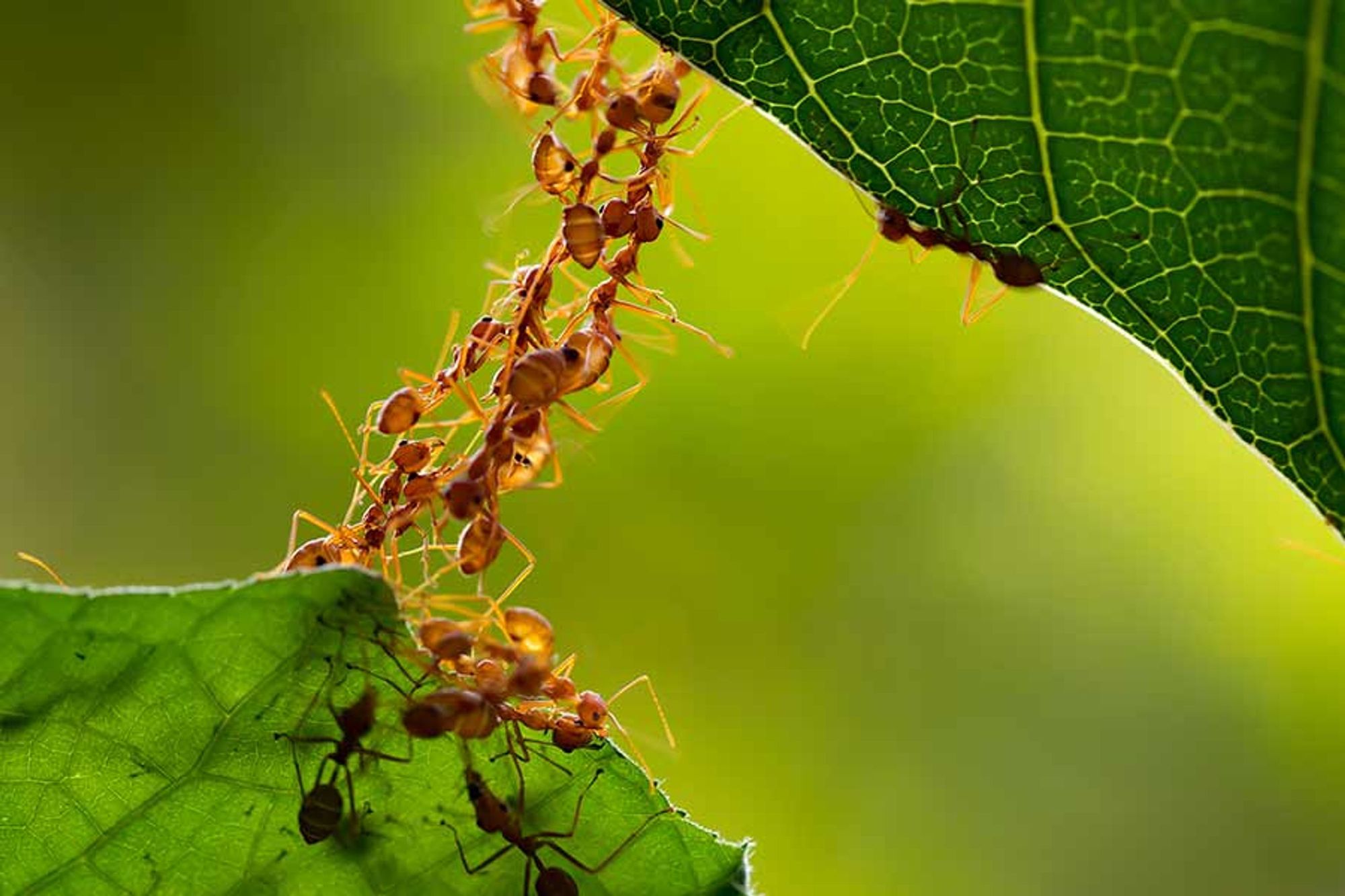 ants looking like a collective organism moving between two leaves