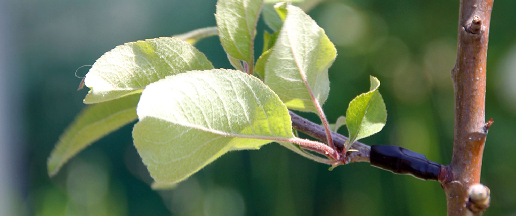 A flowering apple tree in Oakland, Calif. with two successful grafts from an apple tree which bears fruit.