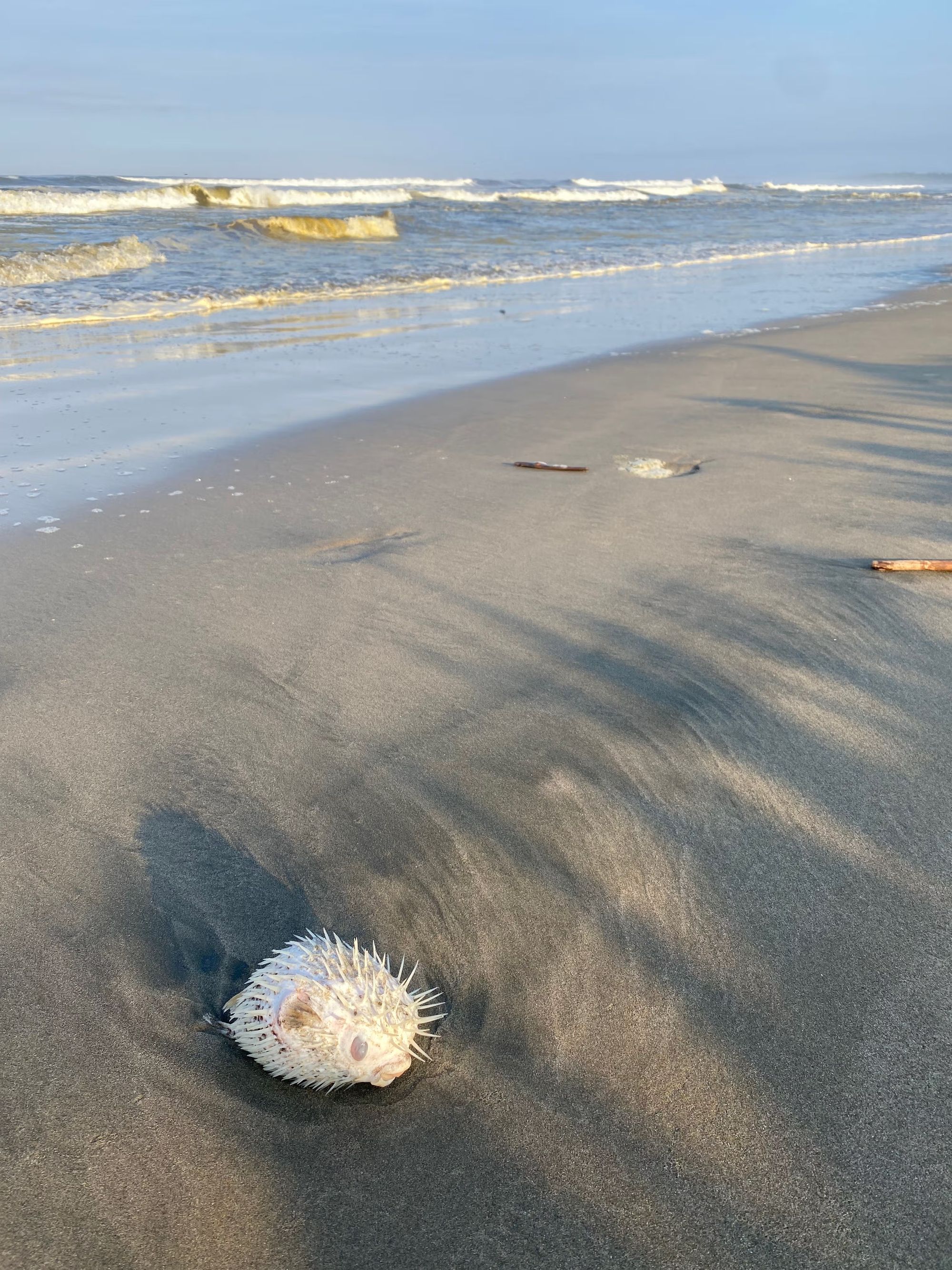 A dead pufferfish beached on the sand in Mexico, with the waves crashing behind it. 