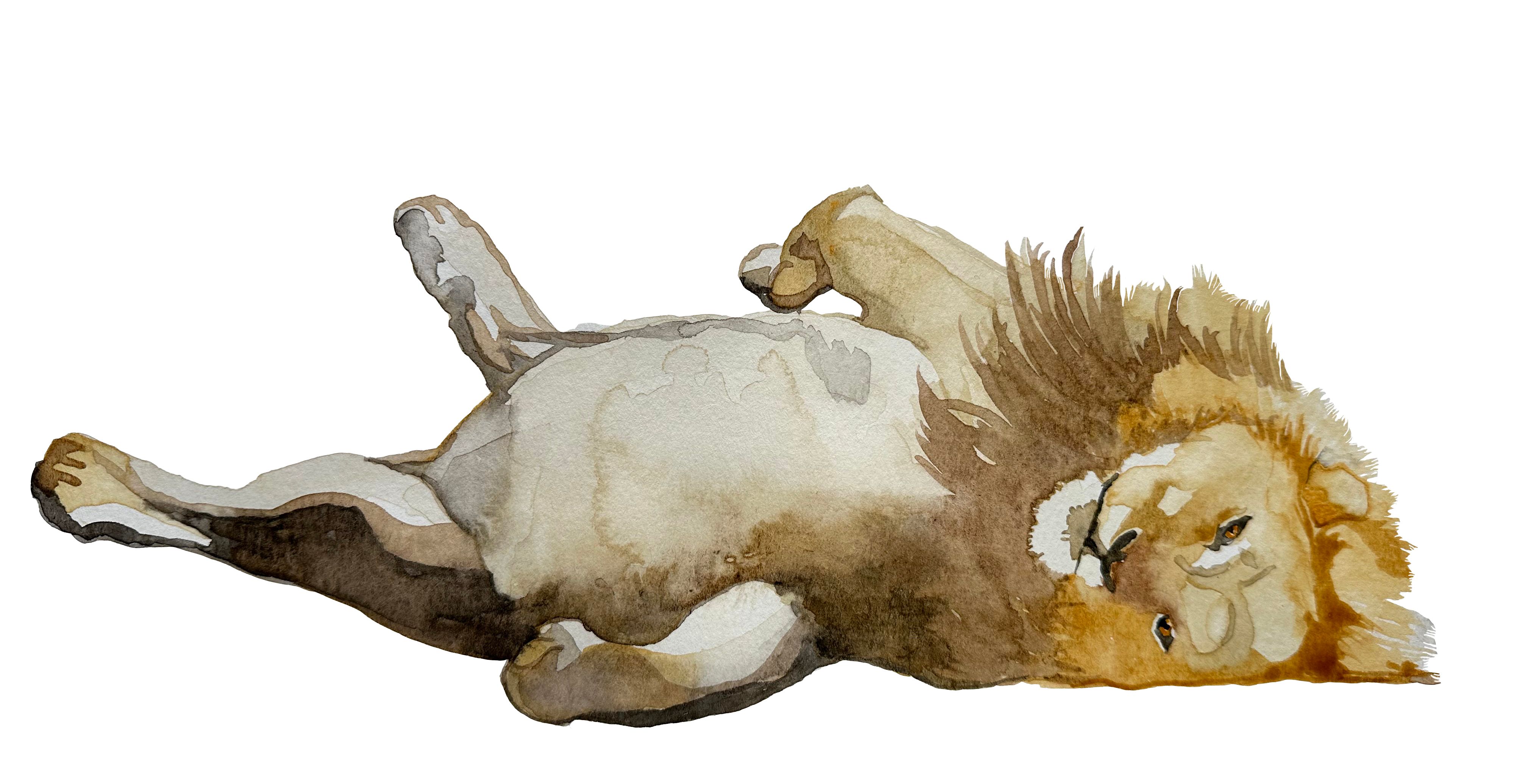 A watercolor of a lion, lying down against an entirely white backdrop, his stomach exposed.