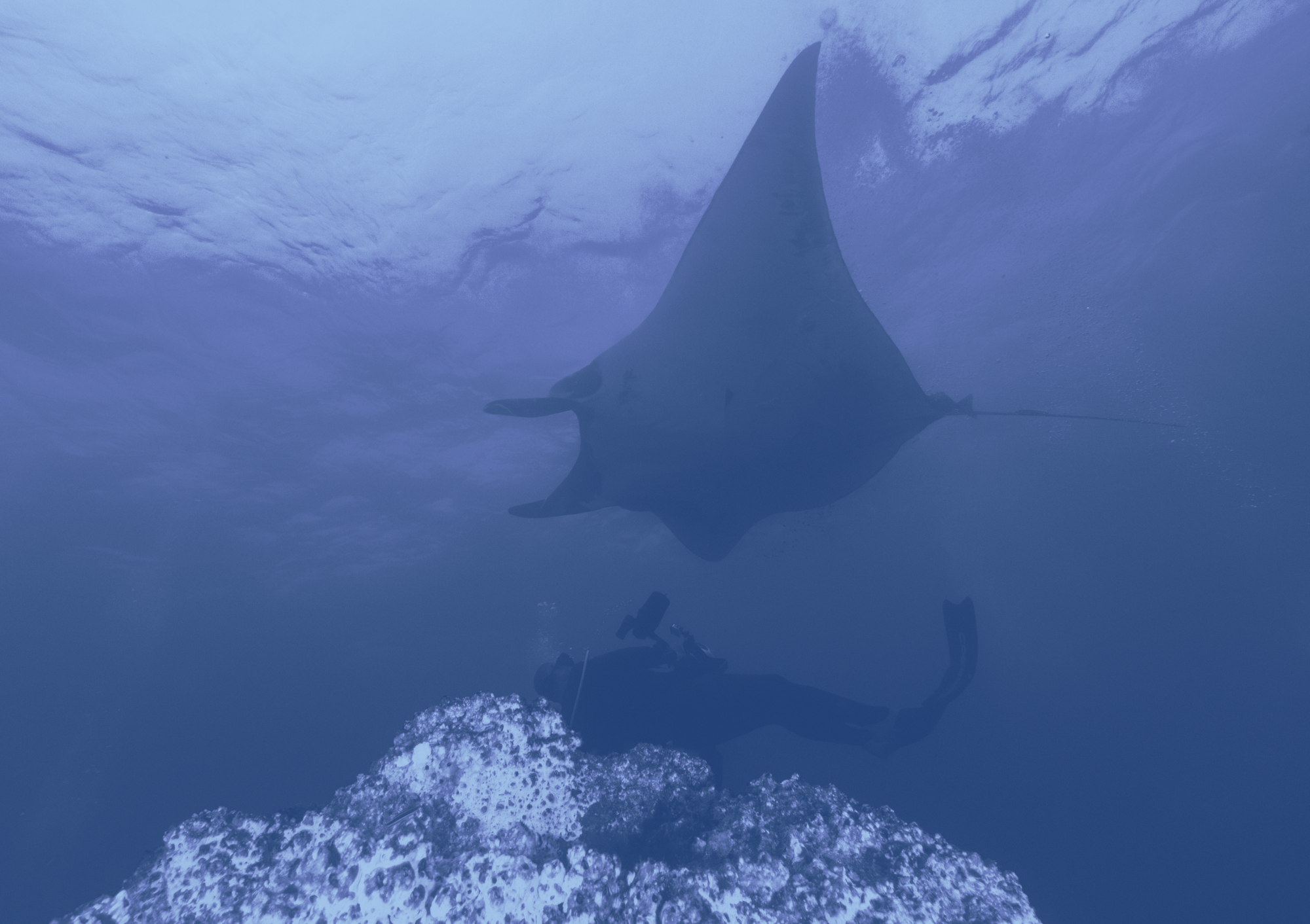 A person swims beneath a manta-ray.