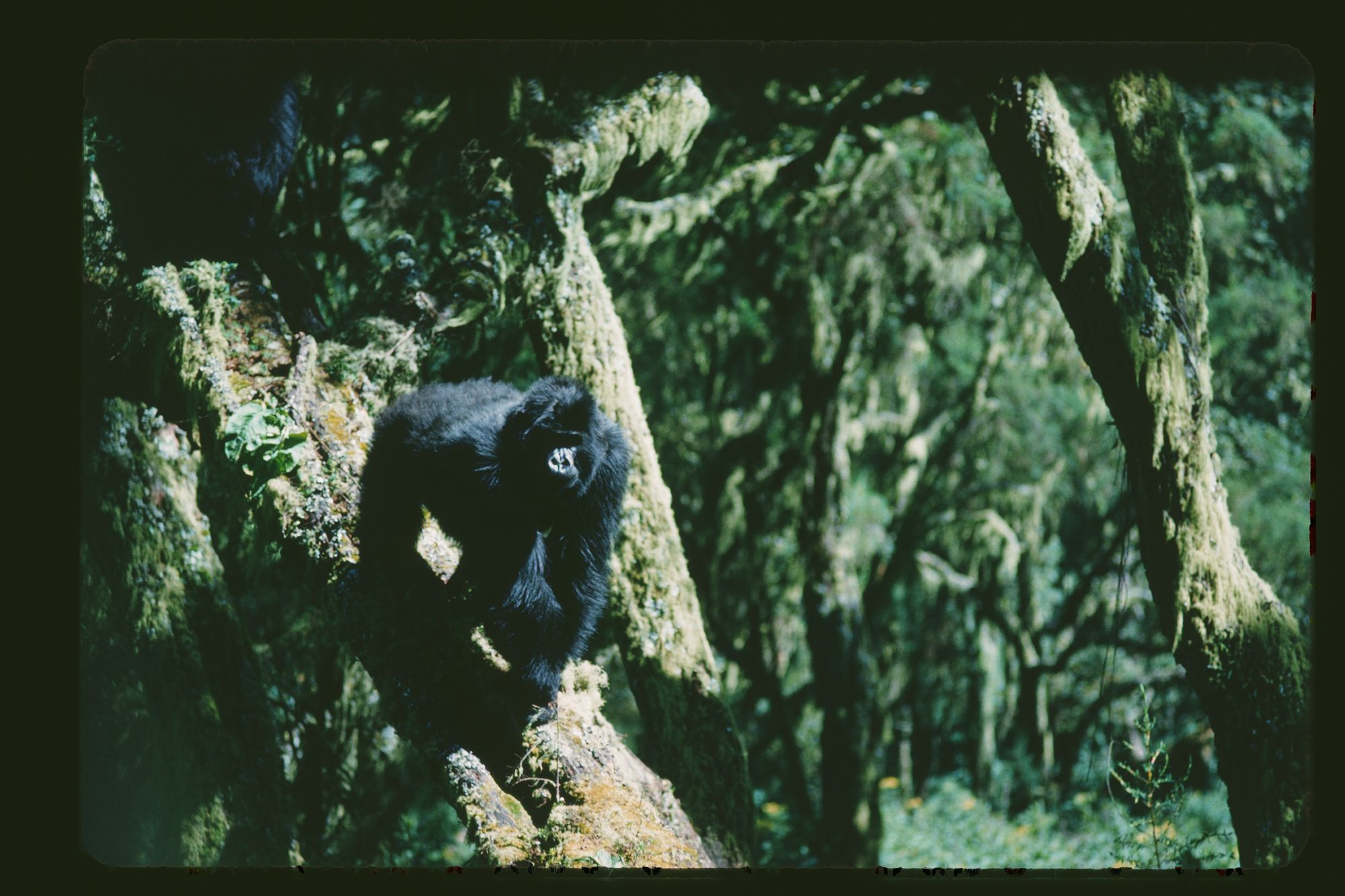 A large gorilla walks across a tree branch, towards the viewer.