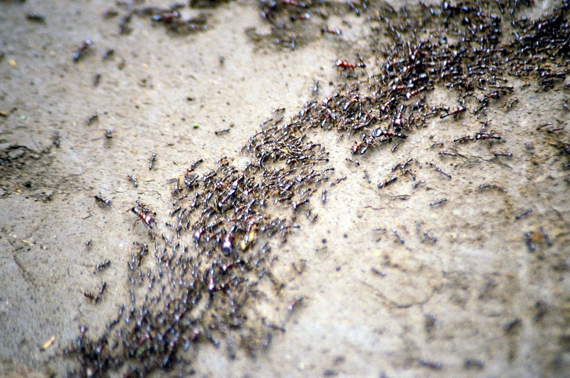 a macro look at what looks like a big river of ants on the ground