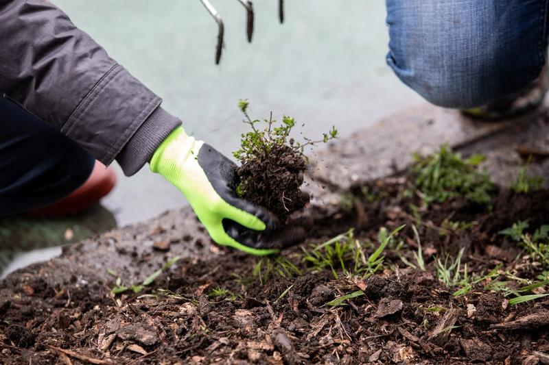 Insectageddon Street Tree Ecosystems with Red Hook Farms at Red Hook Initiative