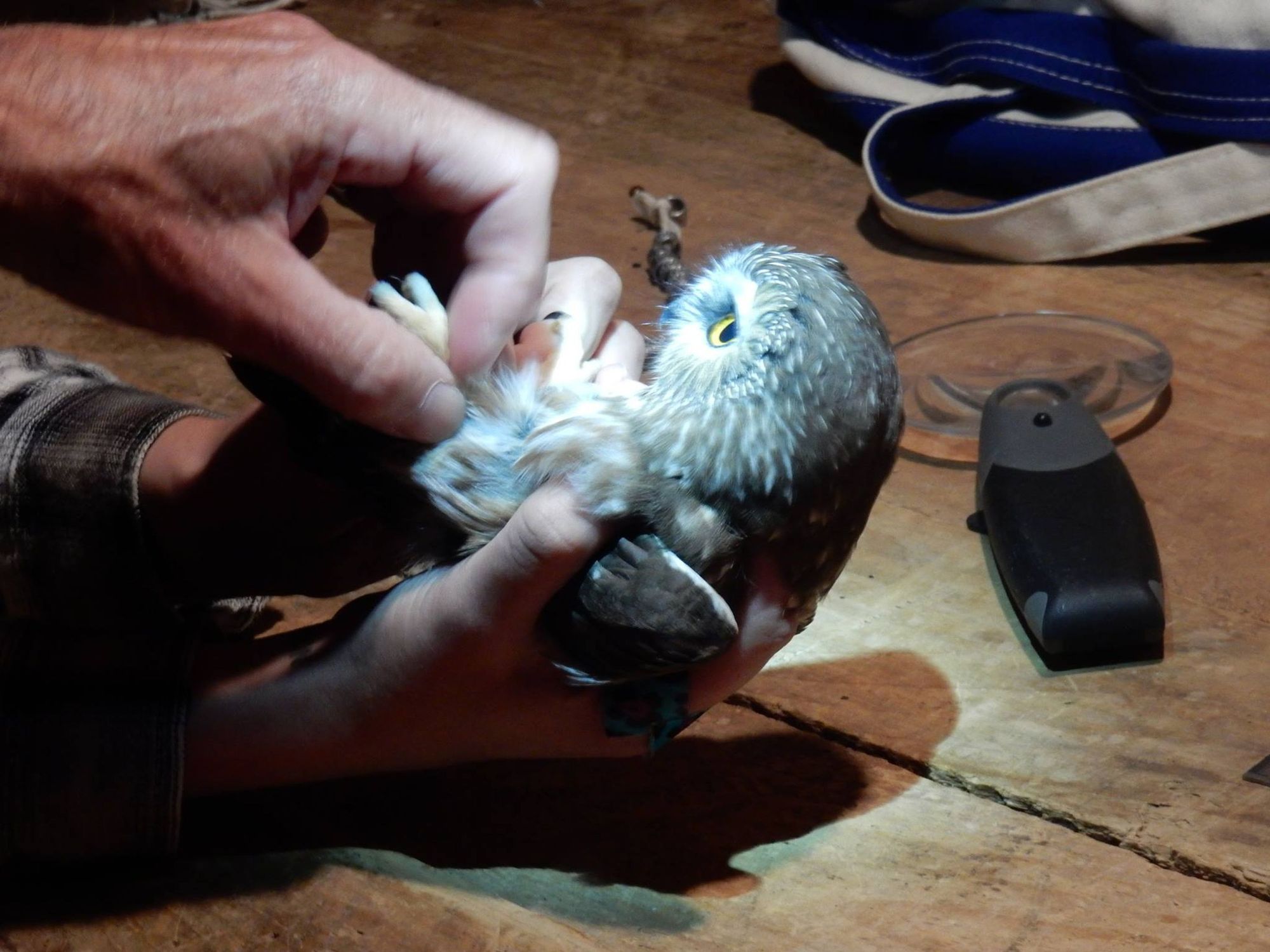 Banding a saw-whet owl.