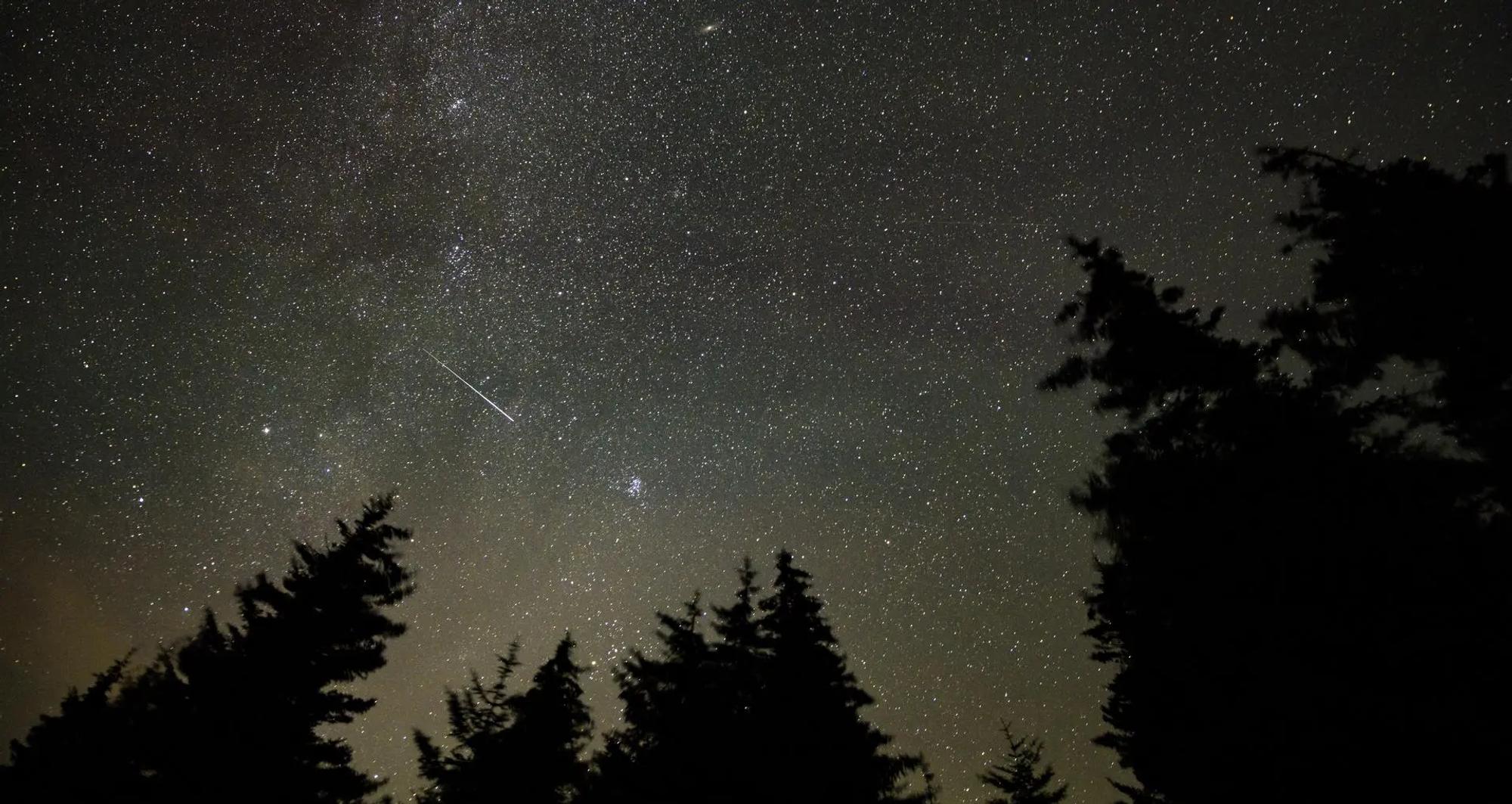Silhouettes of tree-tops against green-blue dark sky, with meteor streaks.