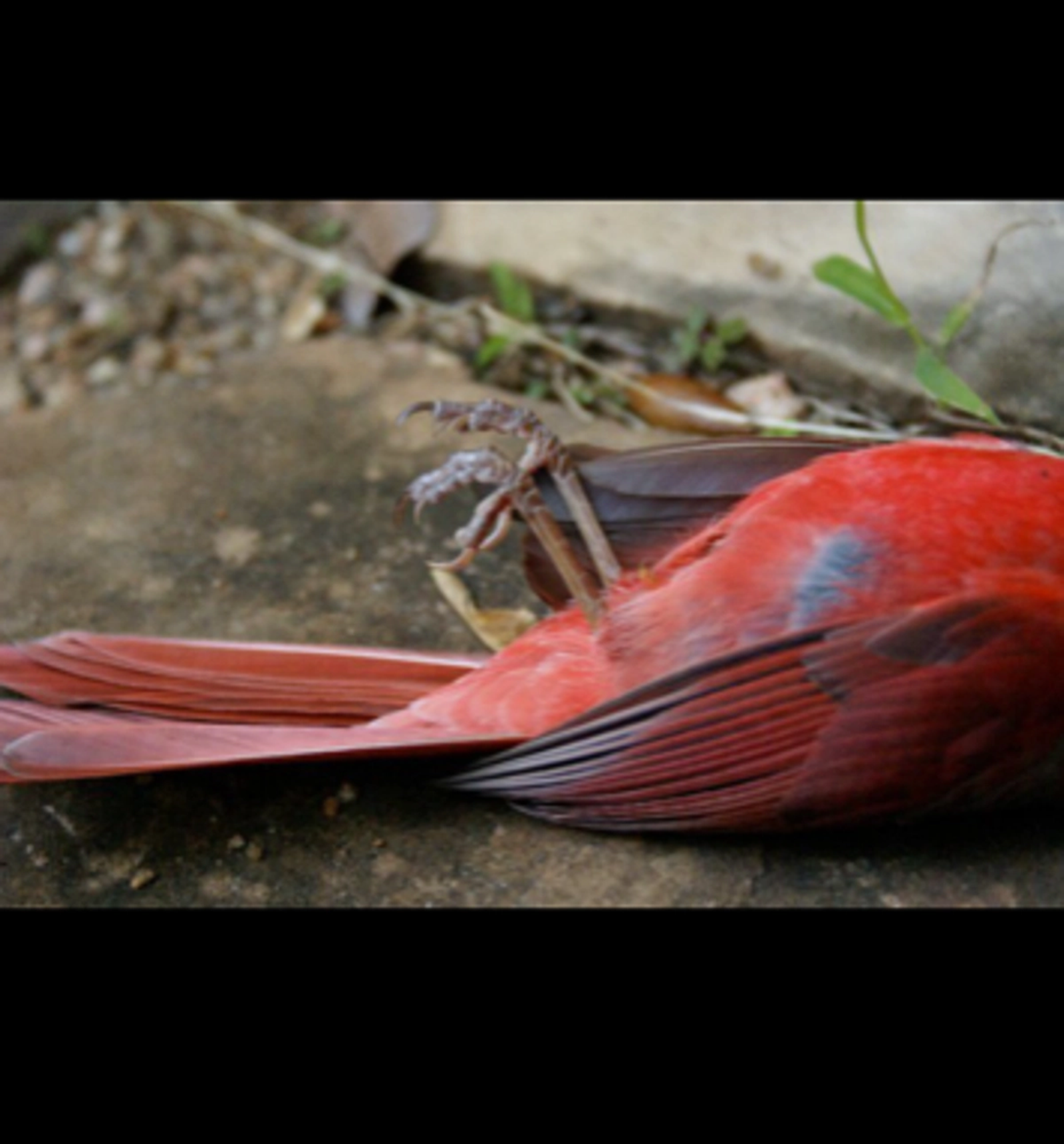 Body and tail of a dead crimson bird.