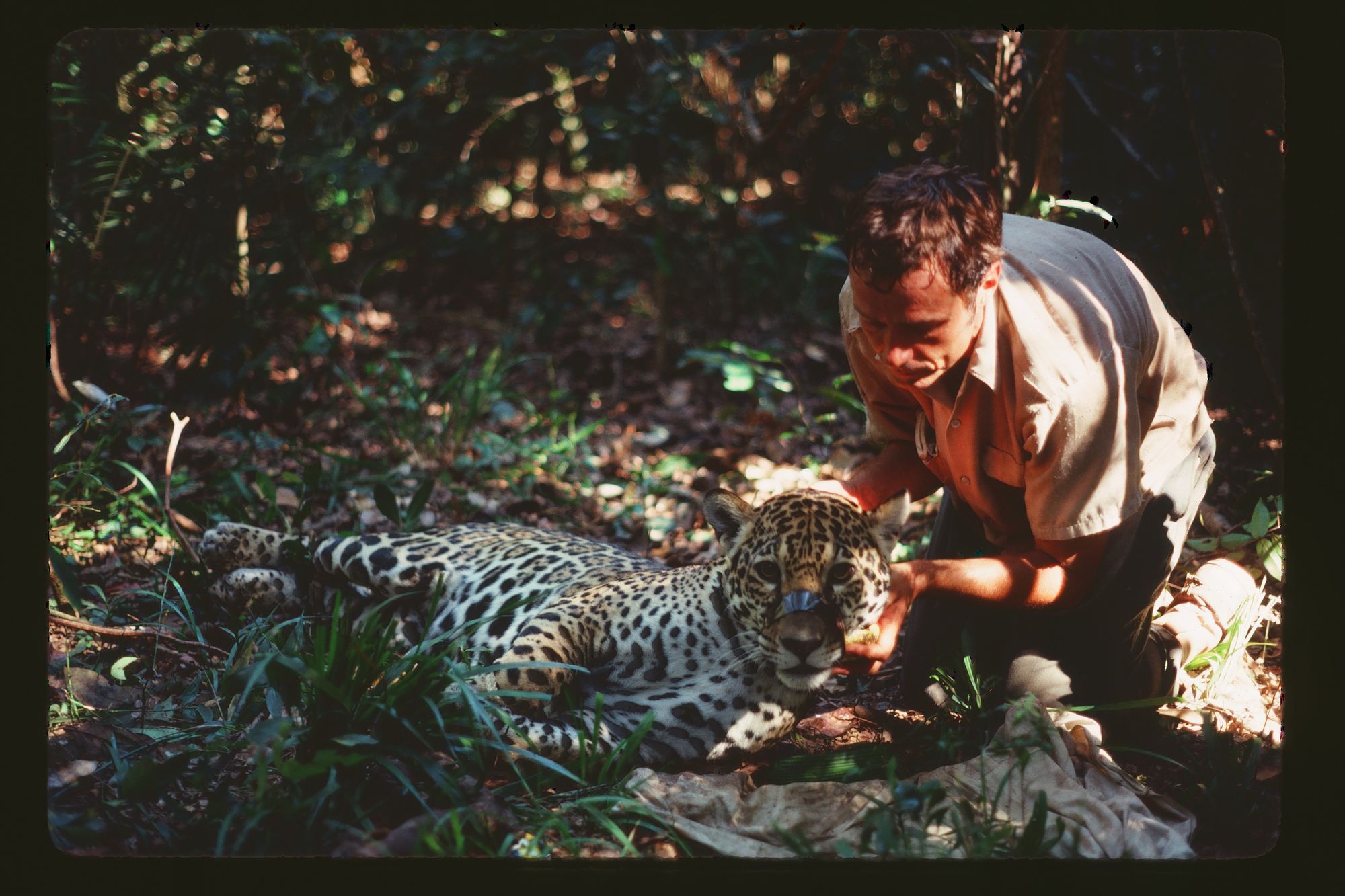 George Schaller gingerly placing a radio collar on the neck of a jaguar