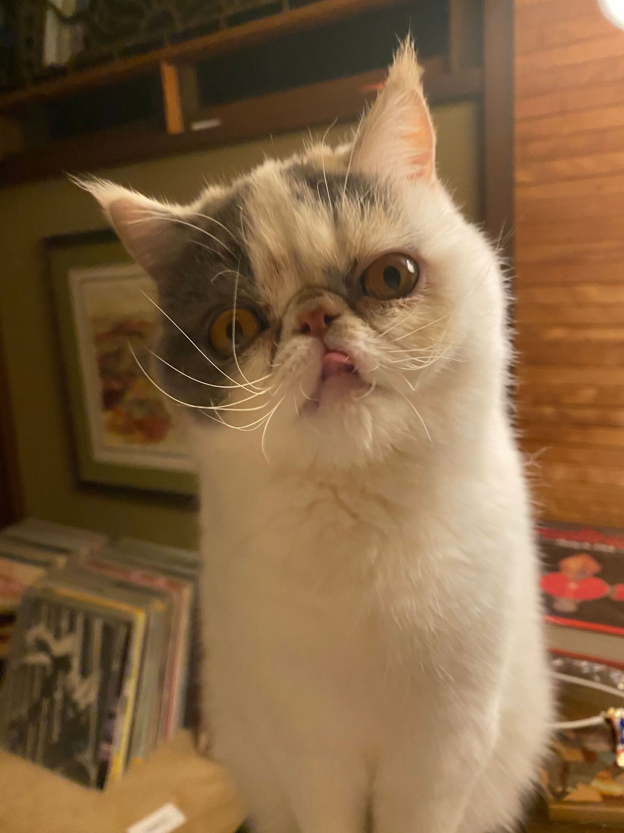 Close up shot of Flufflestiltskin the cat with her tongue out