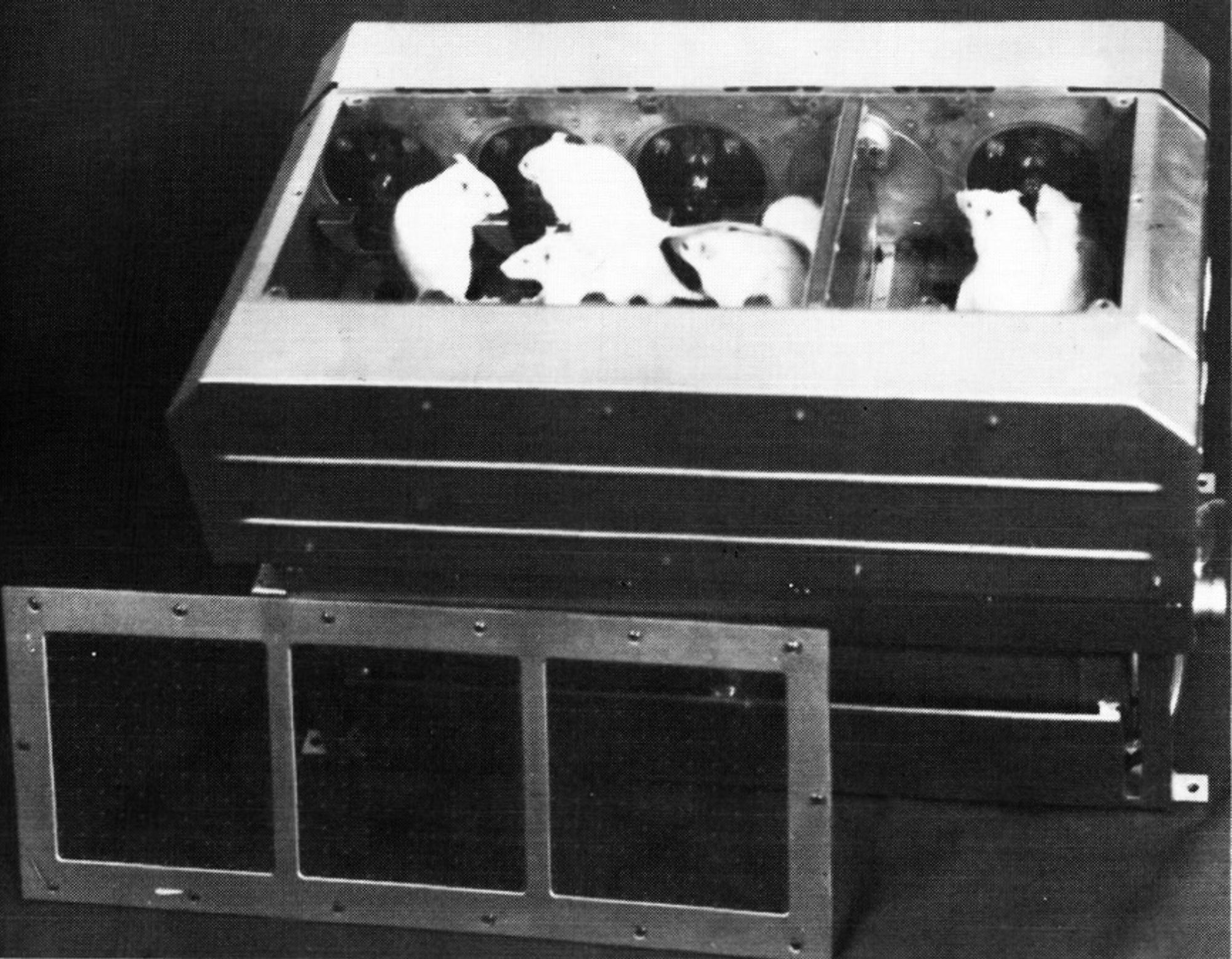 A black-and-white photograph of white rats displayed in a silver box, with two separated from the rest by a divider.