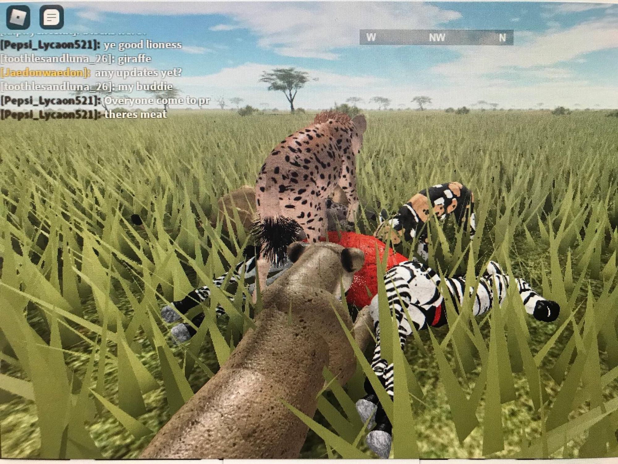 In this screenshot of a Safari game on Roblox, simulated cheetahs and leopards are eating a zebra