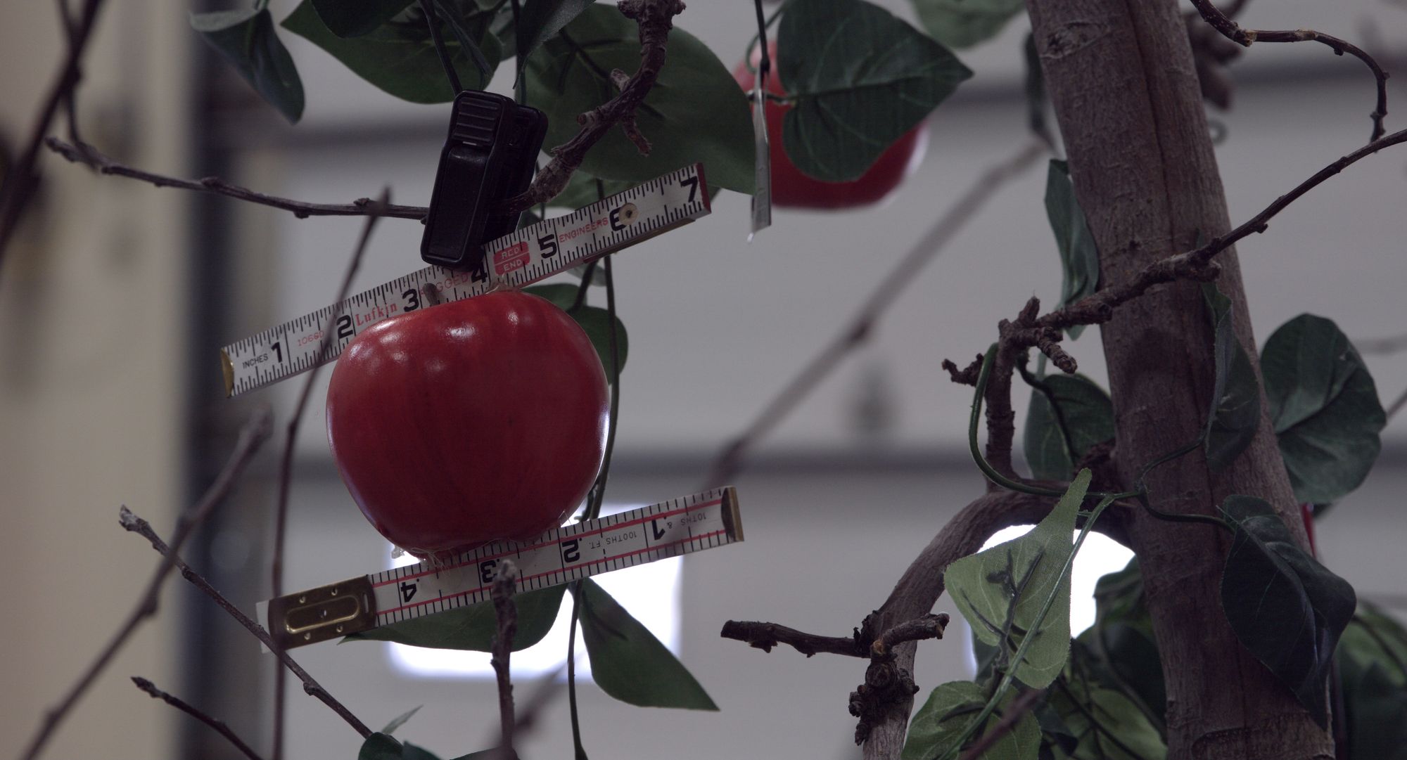 A close-up of an apple grown from a lab with tape measurements around it