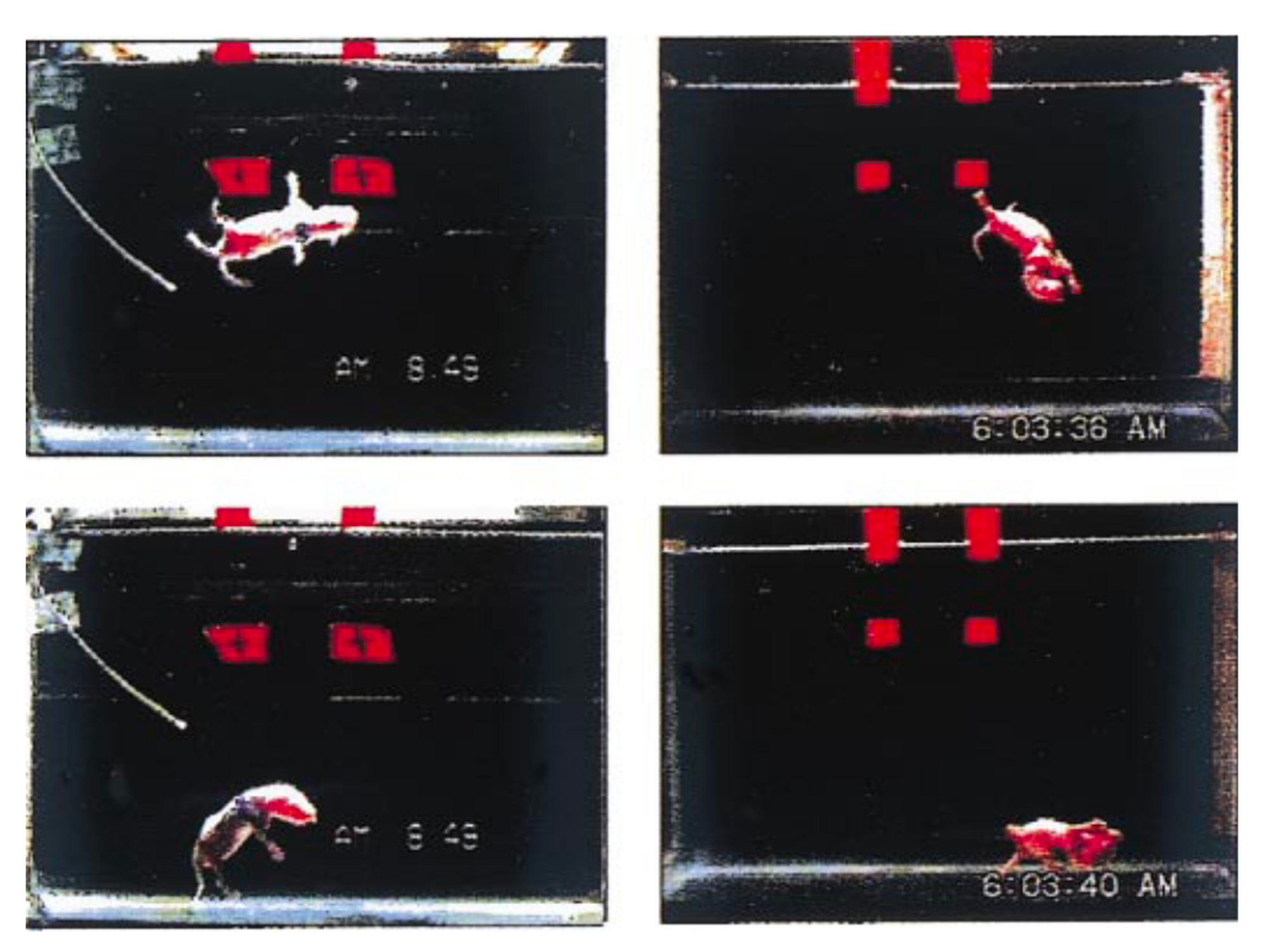 A 1970s-style rendering of a space colony concept, wherein an Earth-like landscape, replete with trees and rolling hills and a stream running through it, is seen within a glass spherical structure that looks out into outer space.