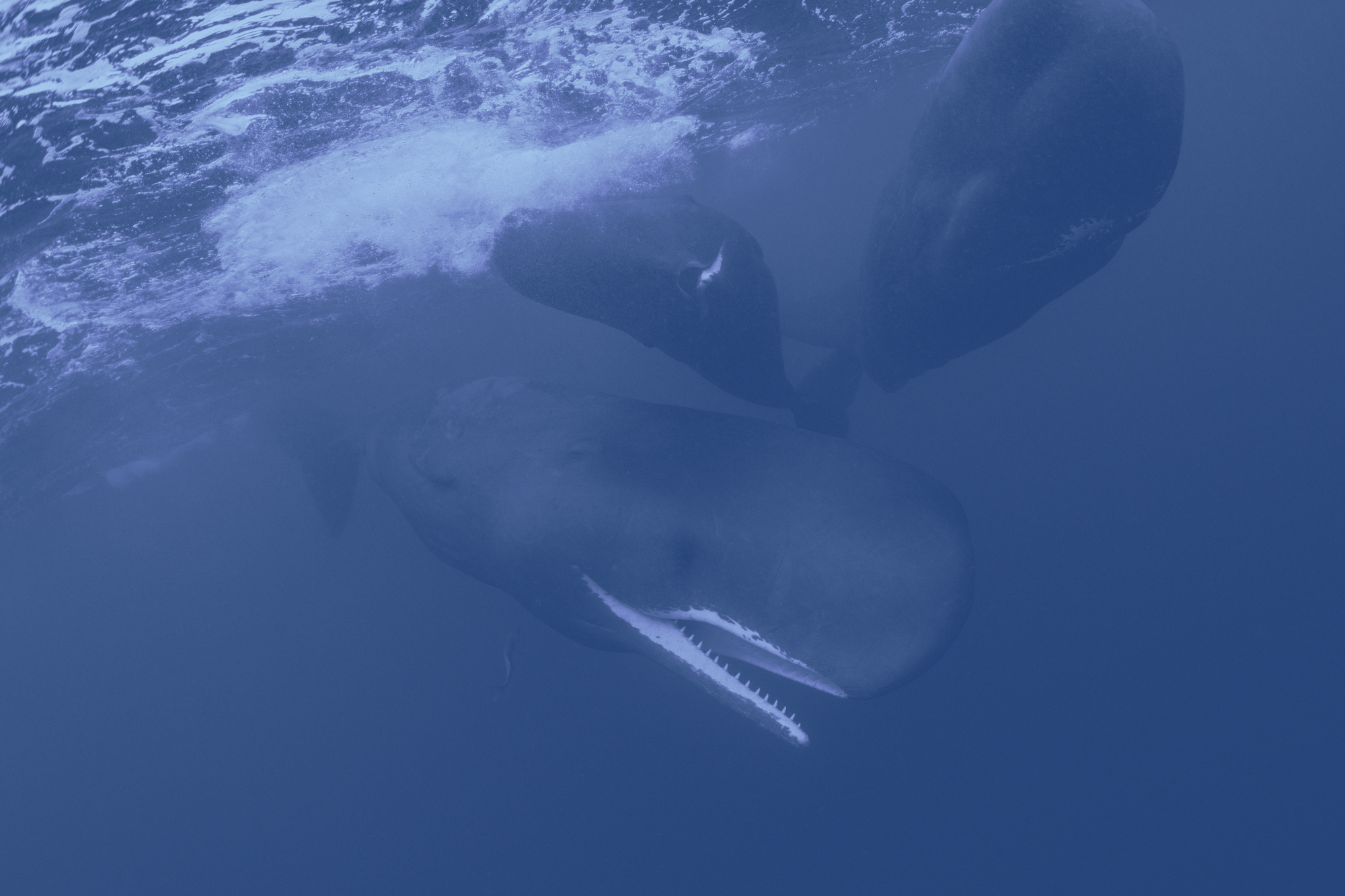 A figure showing the birth of a sperm whale.
