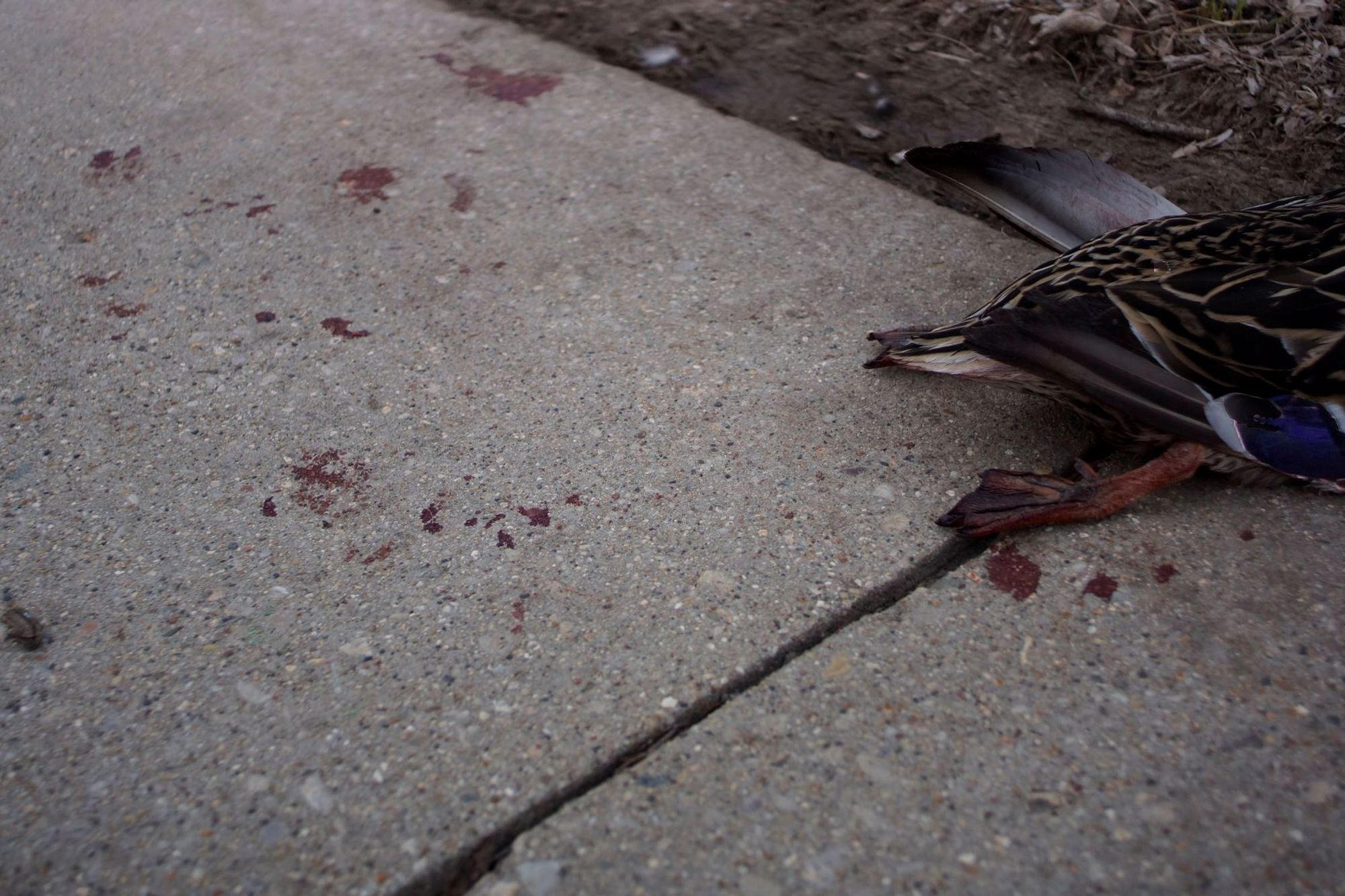 A dead duck on the sidewalk