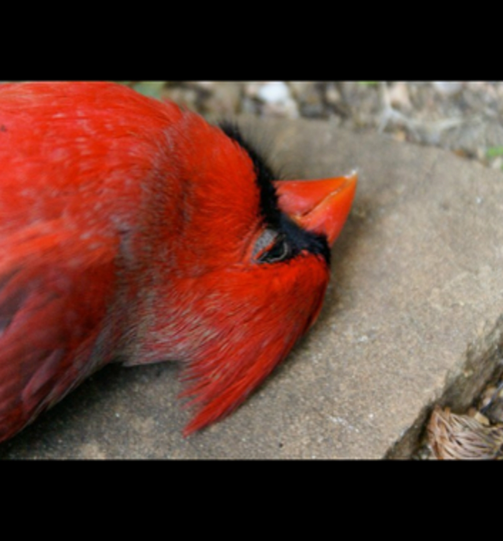 Head of a dead crimson bird.