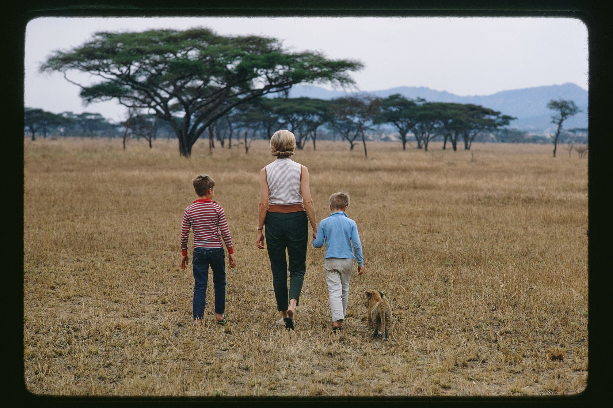 A woman, in an American hairstyle of the 1960s, walks through an African landscape flanked by her two sons, with a baby lion walking beside them.