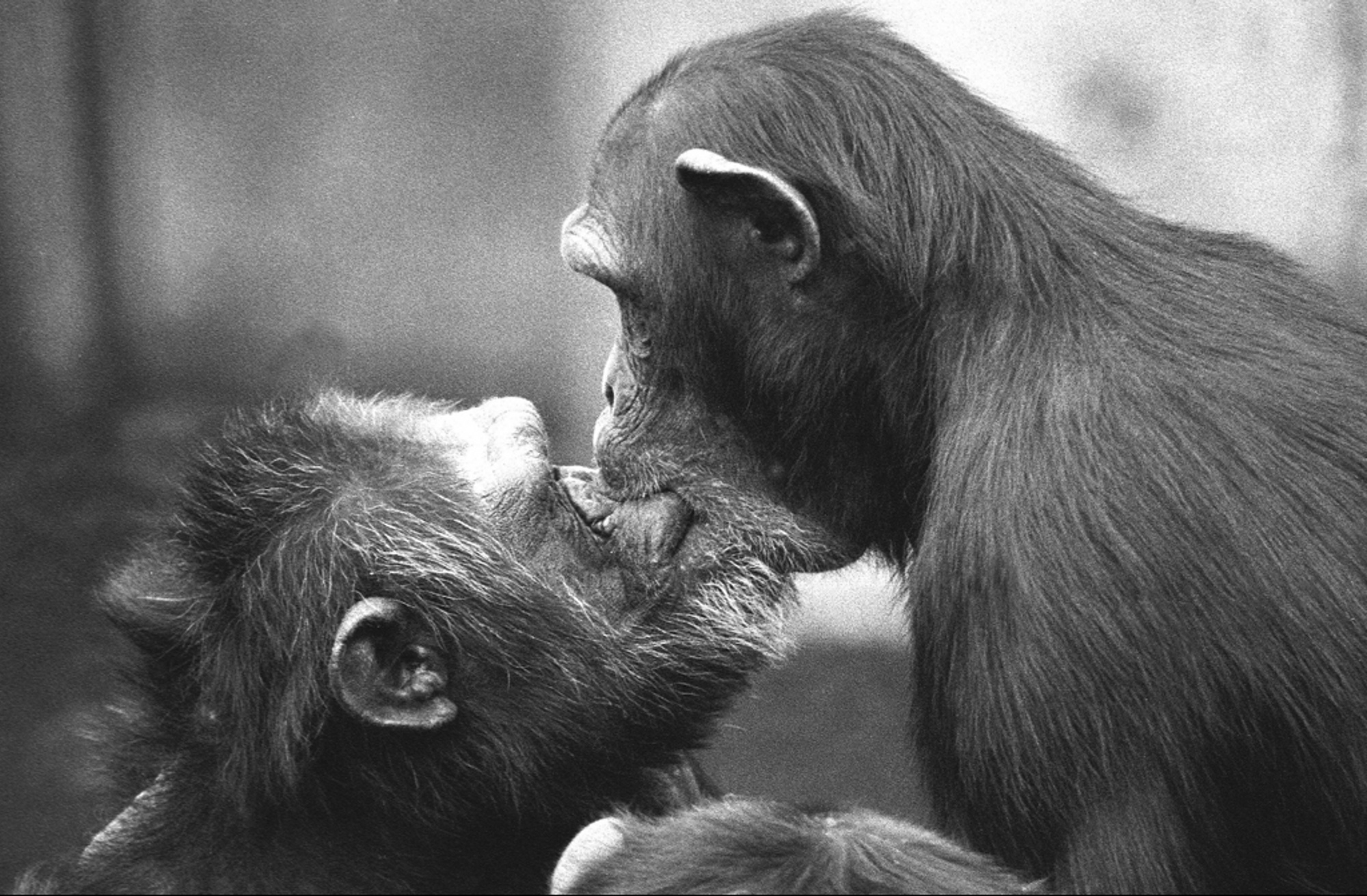 Photo of chimpanzees by Frans de Waal at the Yerkes Primate Center; a female (right) kissing the alpha male on this mouth as a reconciliation.