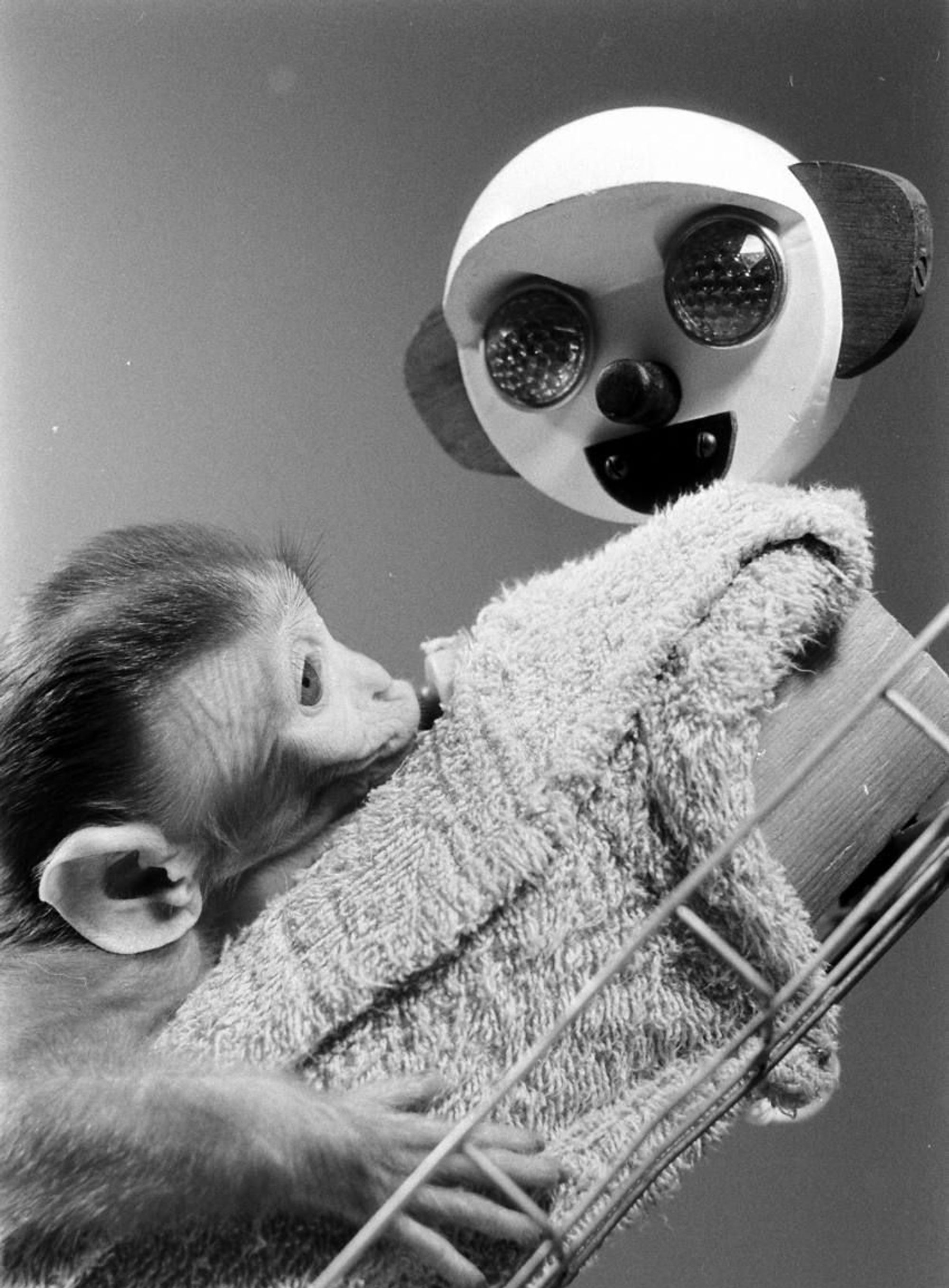 Picture of monkey clinging to a cloth surrogate, from Harlow's experiments. 