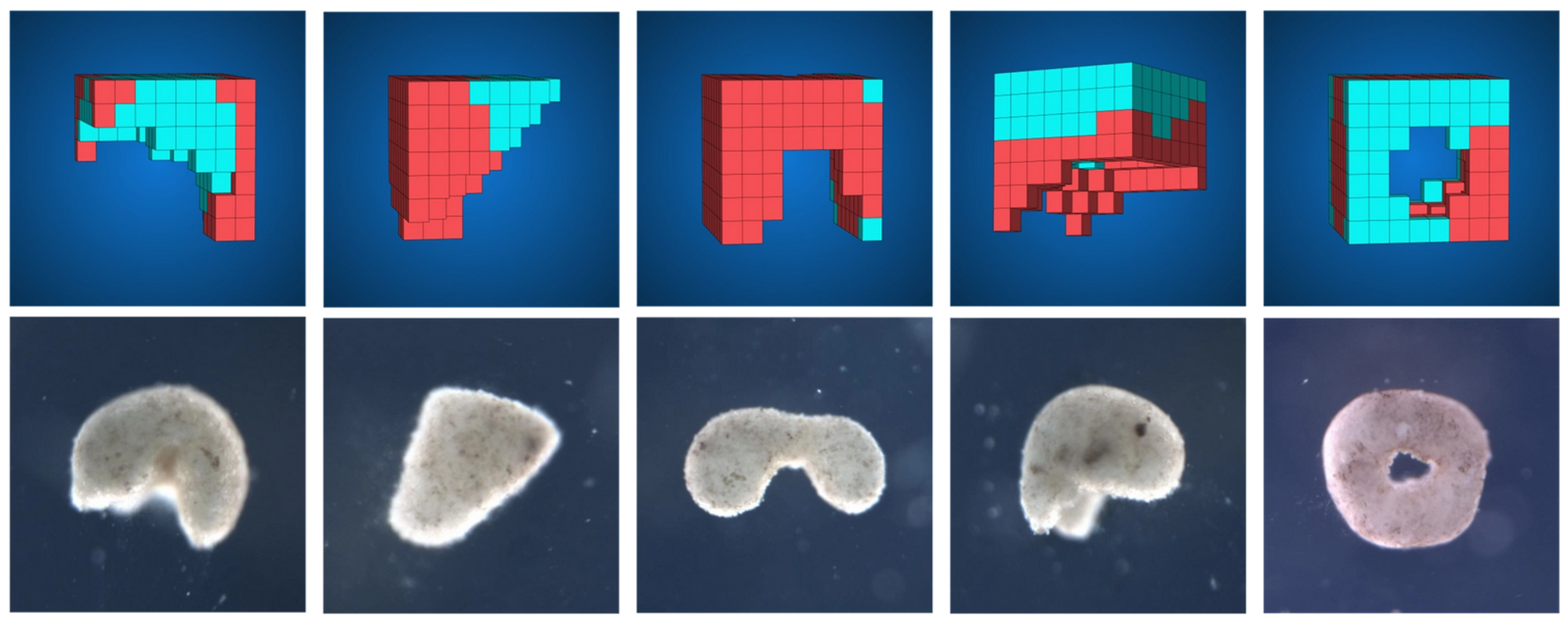 Five panels that show blueprints of stem cells taken from early frog embryos, with the low-poly computer render and a natural-looking one