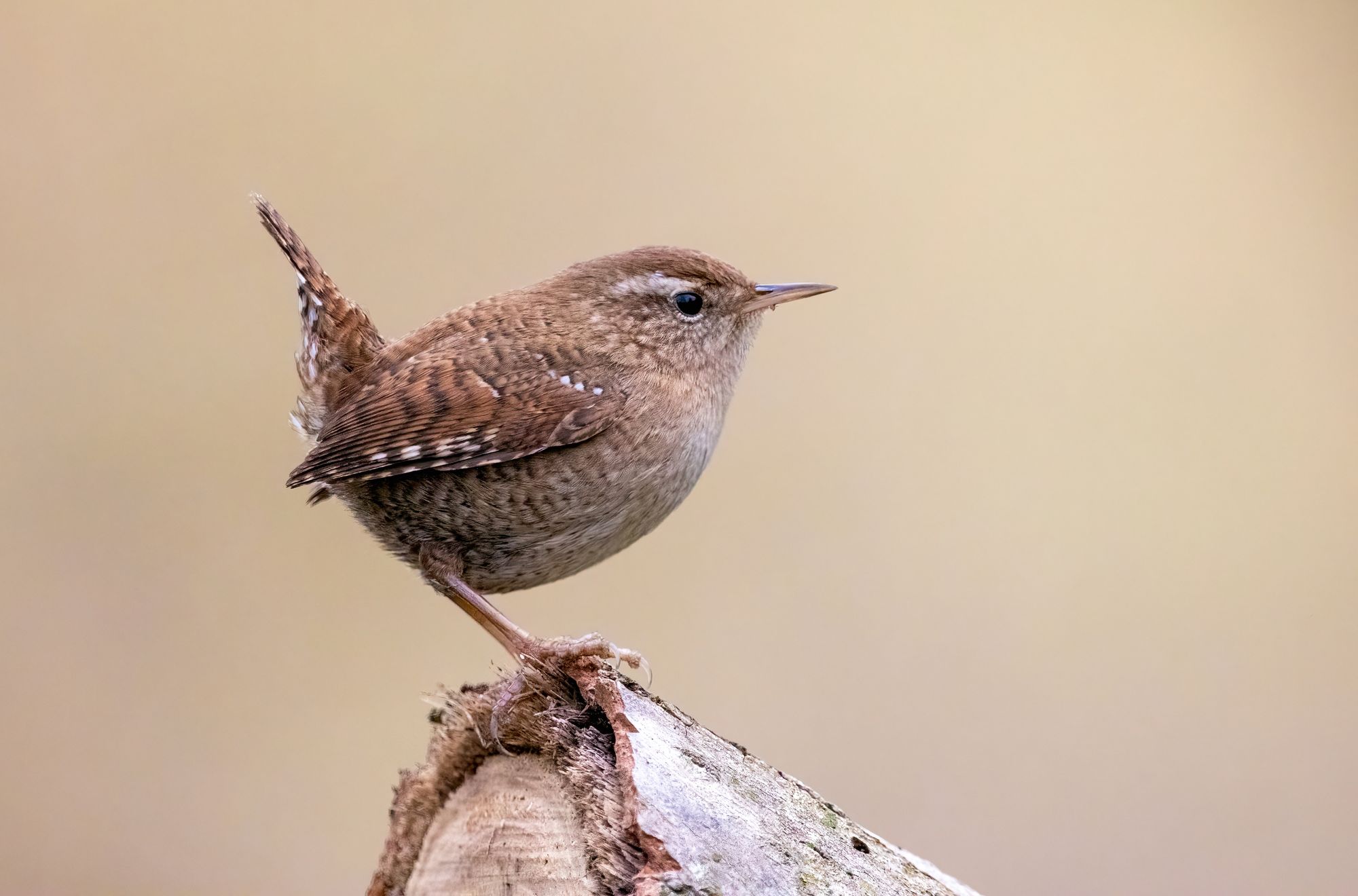 A Eurasian wren perches on a tree stump.