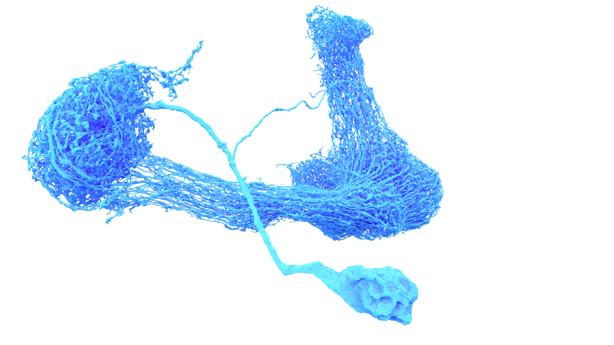 A rendering of a neuron in light blue against a transparent background. A bundle of wiry lines converge to resemble an L-shaped, bone-like form.